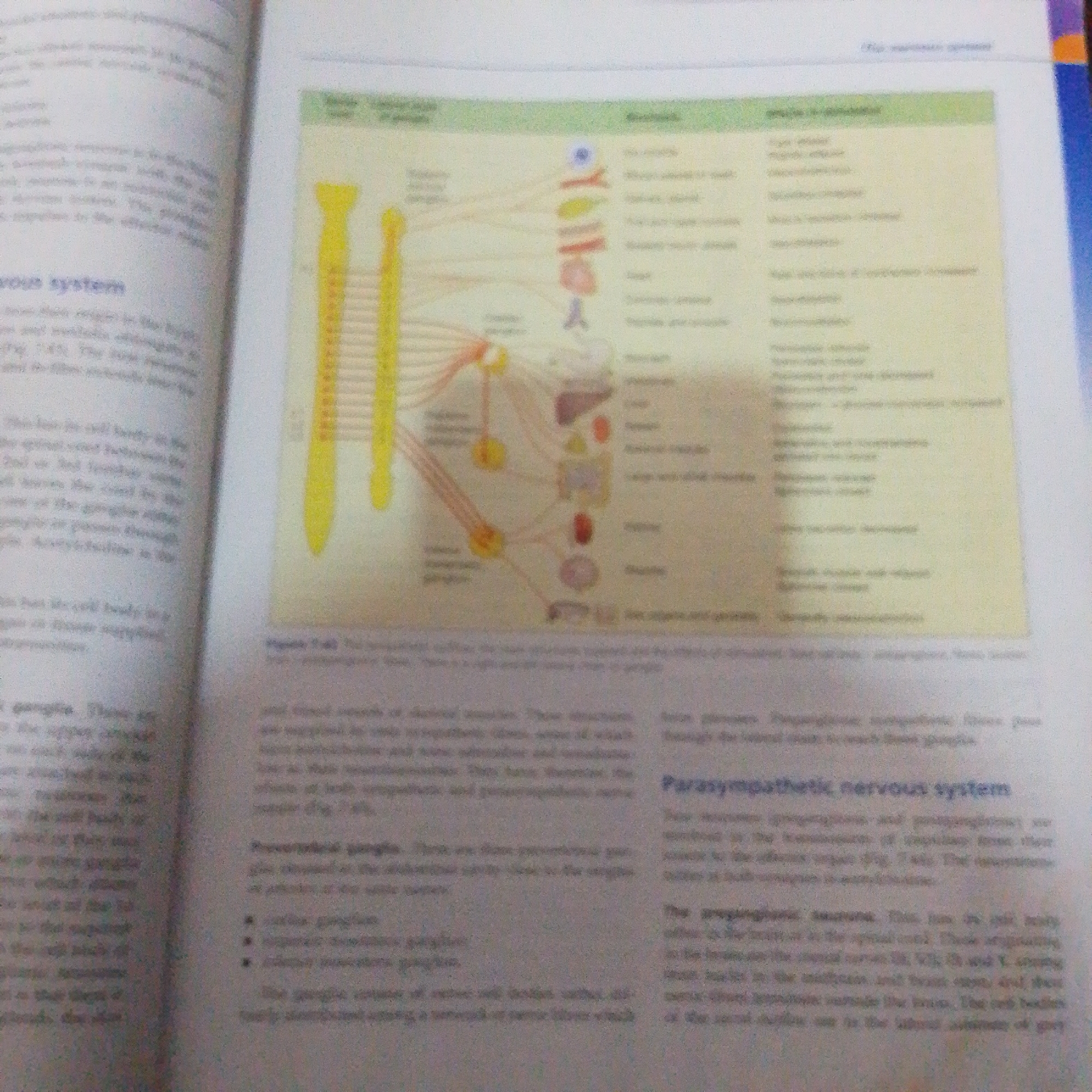 The image displays an open book with text and diagrams. On the left page, there is text under the heading "rous system". The right page contains a diagram illustrating the nervous system, with yellow structures resembling nerve bundles and red lines connecting them to various organs depicted as colored shapes. A table is also present on the right side of the page, listing different types of nerves and their functions. The text and diagrams are out of focus and grainy, making detailed identification difficult. The book appears to be a biology or anatomy textbook. There is no information in the image that relates to the city of Jalingo, Nigeria.