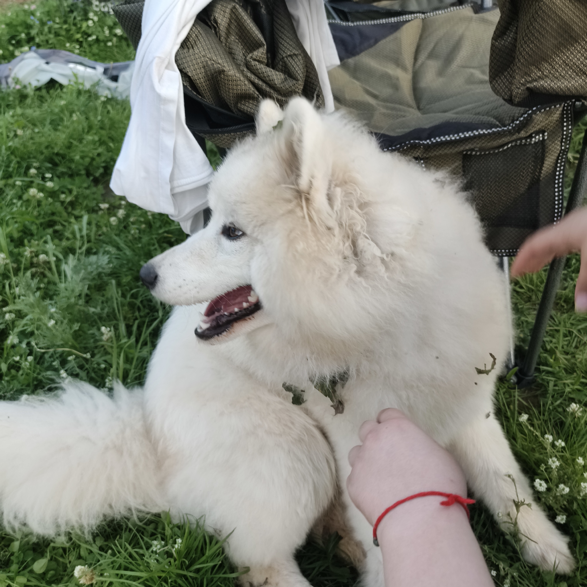 In the city of Chaikovsky, Russia, a white Samoyed dog is lying on grass next to a folding camping chair. The dog's mouth is open, and its tongue is visible. A person's hand, wearing a red bracelet, is touching the dog's fur. White fabric and a green backpack are on the ground near the dog. The scene appears to be outdoors in a grassy area.