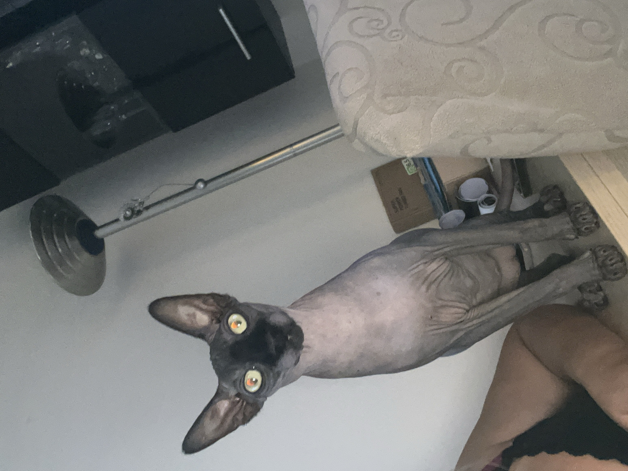 An image shows a hairless cat with large, bright yellow eyes sitting on a shelf. The cat is grey and appears to be a Sphynx cat. To the left of the cat, a person's legs are visible, and they are wearing black underwear. In the background, there is a floor lamp, a cardboard box, and a sofa with a patterned upholstery. The lighting suggests an indoor setting, possibly a home in Kallithea, Greece, based on the provided location context.