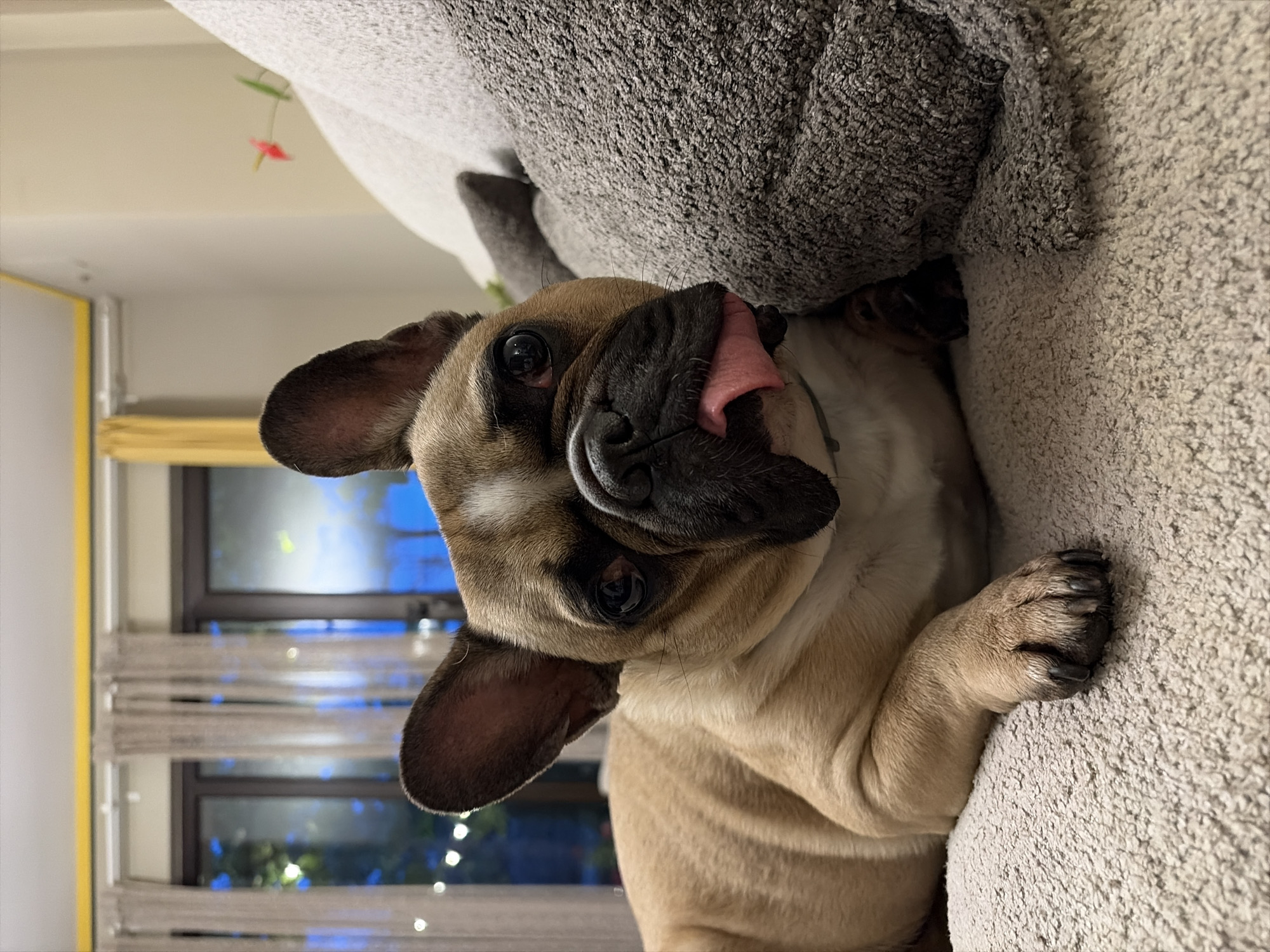 The original image is rotated 90 degrees clockwise. It features a fawn-colored French Bulldog in a close-up, upward-angled shot, looking directly at the camera. The dog is positioned on a light grey, textured sofa or cushion, with its tongue playfully protruding and curled. Its dark, round eyes are prominent and expressive, conveying curiosity. One of its front paws, showing dark claws, rests on the textured surface of the sofa.
The scene is set indoors, likely a living room in Sofia, Bulgaria, during the evening or night. In the background, a window with horizontal blinds is visible. Through the window, blue-hued lights, possibly string lights or distant outdoor lights, twinkle, contributing to the ambient glow. A thin yellow strip, possibly a wall trim or frame, is visible along the left edge of the background. Above the dog, a light-colored wall or ceiling is discernible, from which a small, blurry red and green decorative object hangs. The overall mood conveyed by the dog's expression is one of curiosity and playful relaxation. There is no visible text in the image.