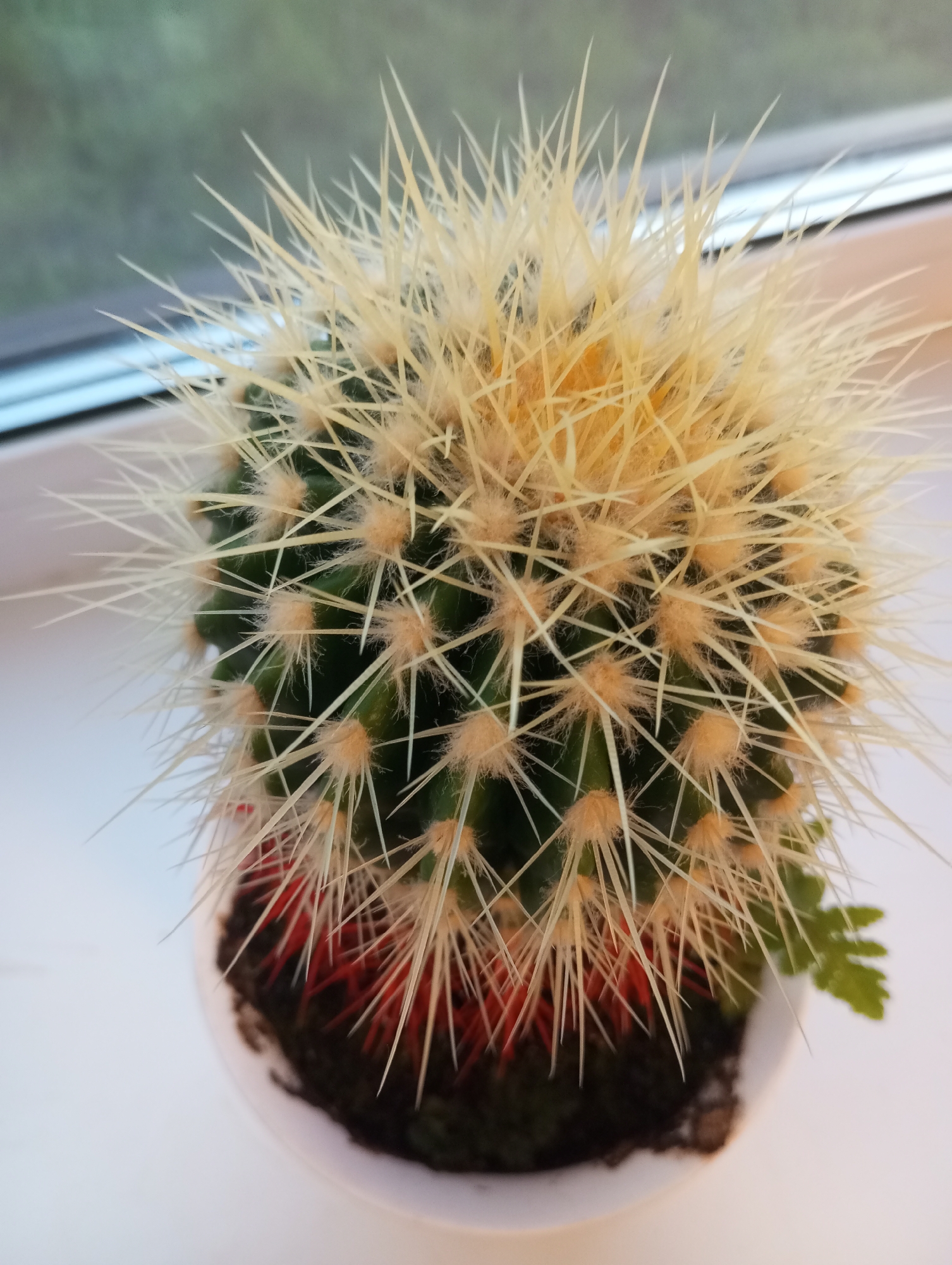 A close-up, overhead shot captures a small, round cactus in a white pot, positioned on a white surface, likely a windowsill. The cactus is covered in numerous thin, sharp, pale yellow spines. Below the yellow spines, shorter, reddish-orange spines are visible, giving the base of the cactus a vibrant hue. The plant is set against a blurred background that includes a hint of green foliage and a window with a soft blue frame. The image does not contain any individuals or actions. The scene is static and focuses solely on the potted cactus.