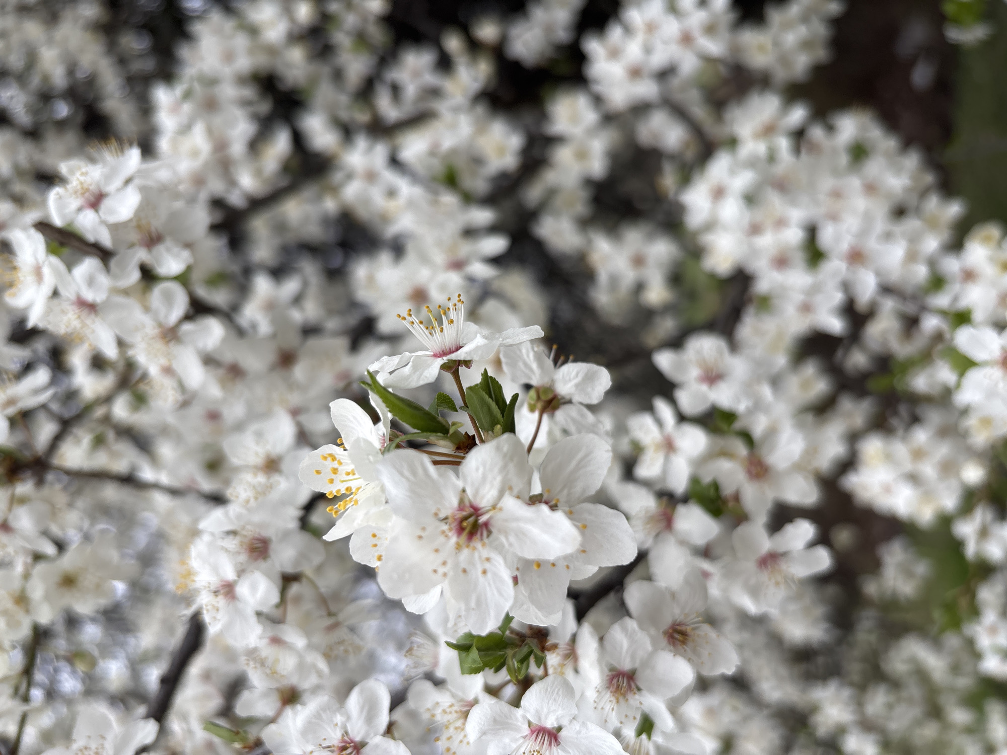 The image shows a close-up of white blossoms, likely from a tree, densely packed together. Some green leaves are visible amongst the blossoms. The background is blurred, suggesting more blossoms in the distance. The flowers feature delicate white petals with yellow and pink centers. Although the location is stated as Sofia, Bulgaria, in the prompt, the image itself provides no evidence to confirm this.