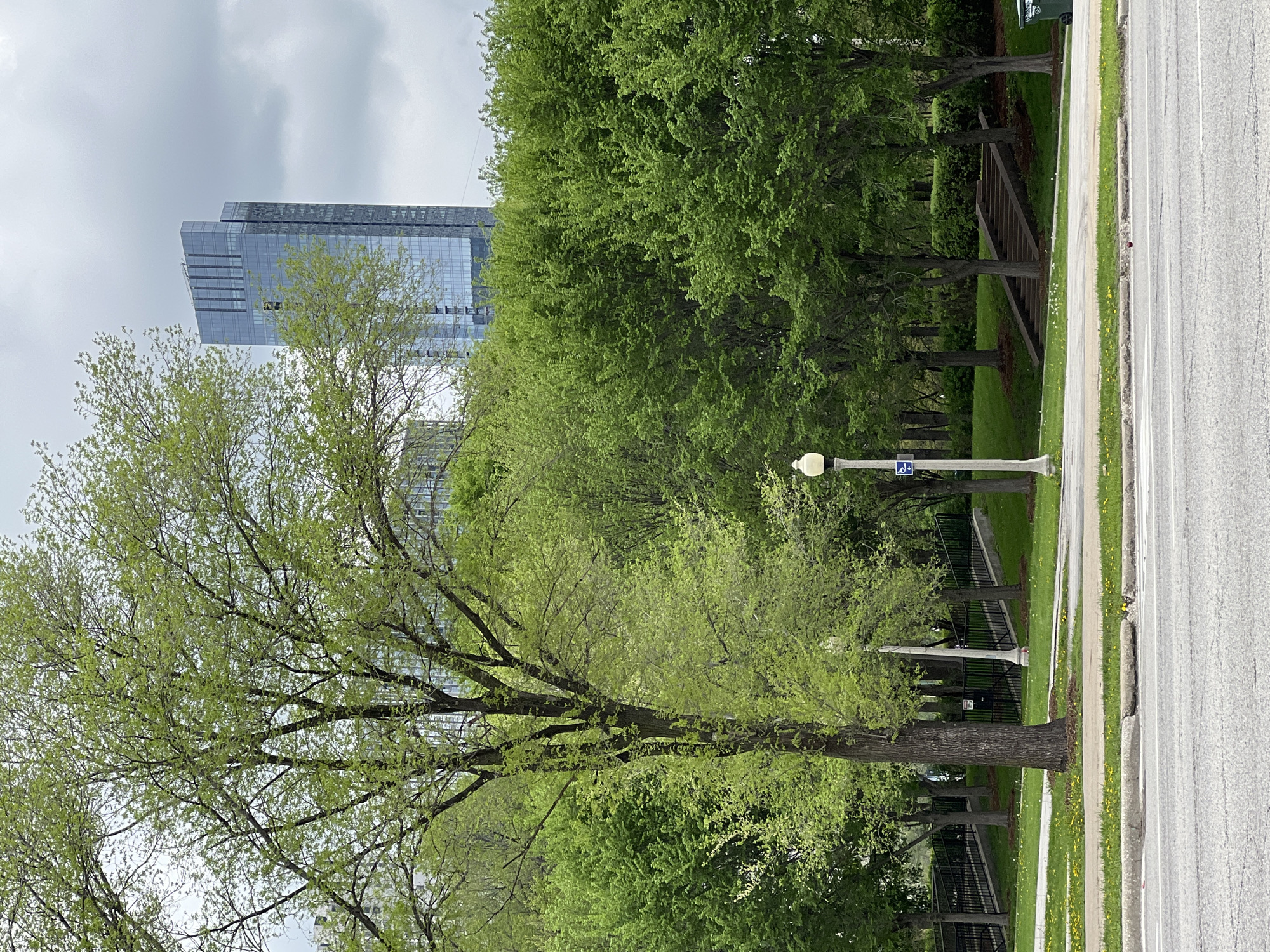 This daytime image, viewed horizontally, depicts a vibrant urban green space situated alongside a street, with a modern skyscraper in the background under an overcast sky.
In the foreground, a paved road occupies the right side of the frame, accompanied by a concrete curb and a narrow grass verge dotted with small yellow dandelions. A light-colored sidewalk runs parallel to the road. To the left of the sidewalk, numerous trees with fresh, bright green foliage stretch across the scene, indicating spring or early summer. A large, mature tree with a thick trunk and sprawling branches dominates the left side.
Further back, beyond the initial treeline, more dense greenery is visible, interspersed with black metal railings and sections that appear to be stairs or ramps descending into a lower landscaped area. A white streetlamp with a globe-style fixture stands near the right edge of the main treeline. Attached to this streetlamp is a small blue sign displaying a white wheelchair access symbol.
In the background, a tall, contemporary glass skyscraper with a sleek, multi-faceted design rises prominently against the cloudy sky. The building's reflective surfaces suggest modern architecture typical of a bustling city. The sky is entirely covered with uniform gray clouds, indicating an overcast day. No human activity is visible, leaving the scene tranquil and focused on the interplay between natural and urban elements.