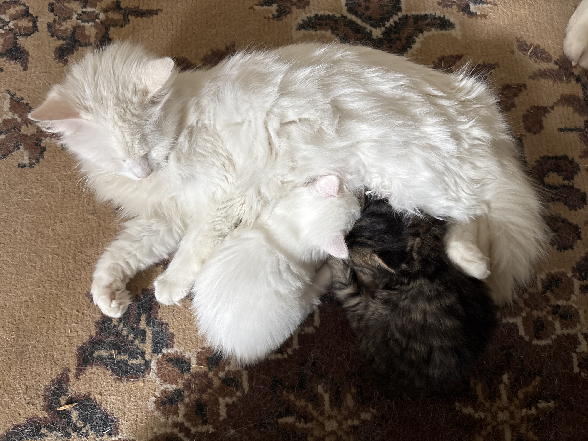 A high-angle, close-up shot depicts a white, long-haired cat lying on a patterned rug with two kittens. One kitten is white, and the other is dark and mottled. Both kittens appear to be nursing. The scene appears to be indoors, on a brown, tan, and dark brown patterned rug. The location is assumed to be in Asenovgrad, Bulgaria.
