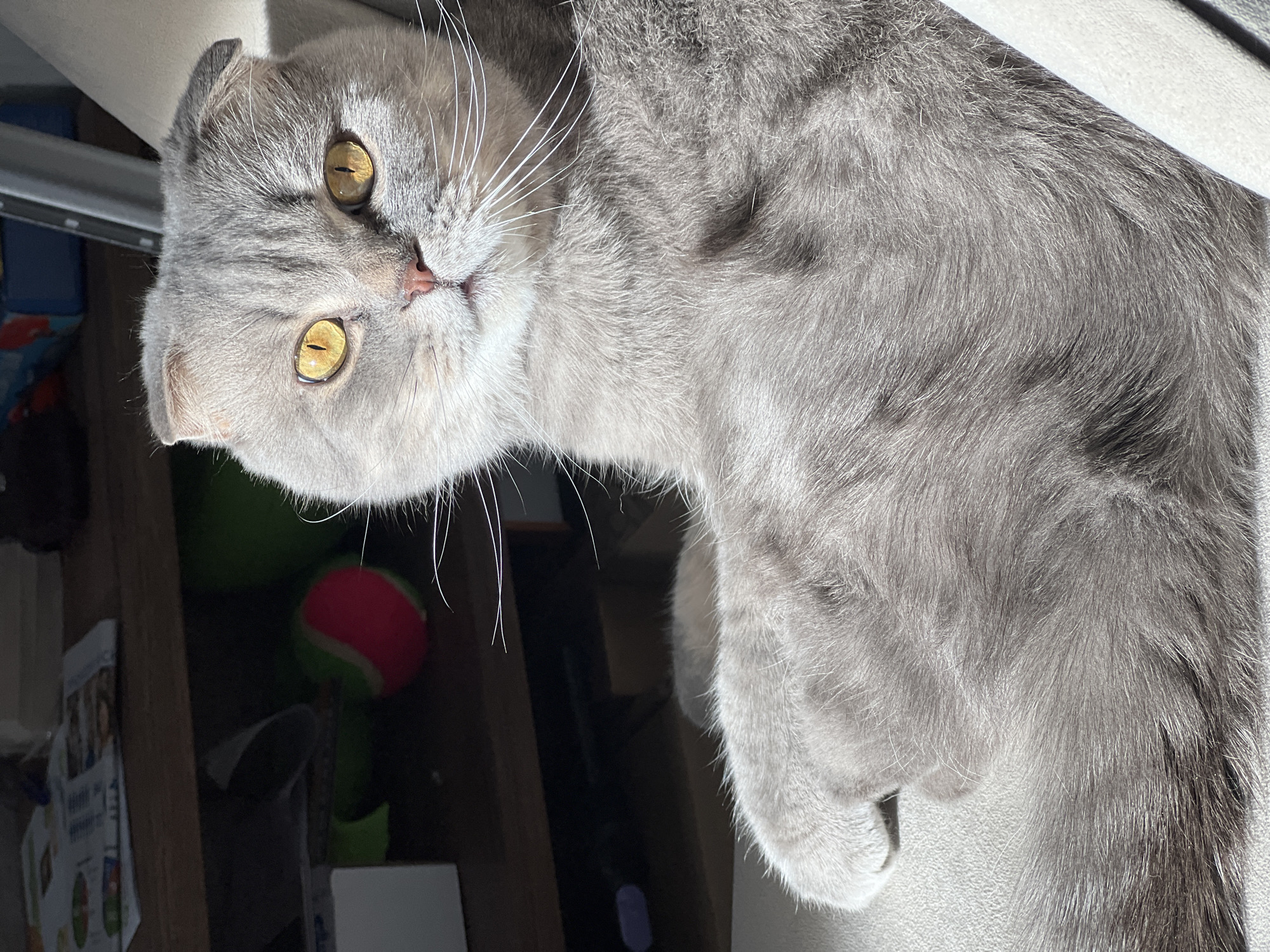 A gray Scottish Fold cat is lying on a light-colored surface, likely a windowsill. The cat's head is tilted, with its golden eyes focused directly at the viewer. The fur appears soft and dense. In the background, elements suggesting an interior space are visible: a wooden cabinet with a green ball, possibly a tennis ball, visible amongst the items on the shelf. The photograph is taken with natural lighting, casting shadows that are more prominent towards the left side of the frame. The location within Votkinsk, Russia, is not discernible from the visual elements of the image.