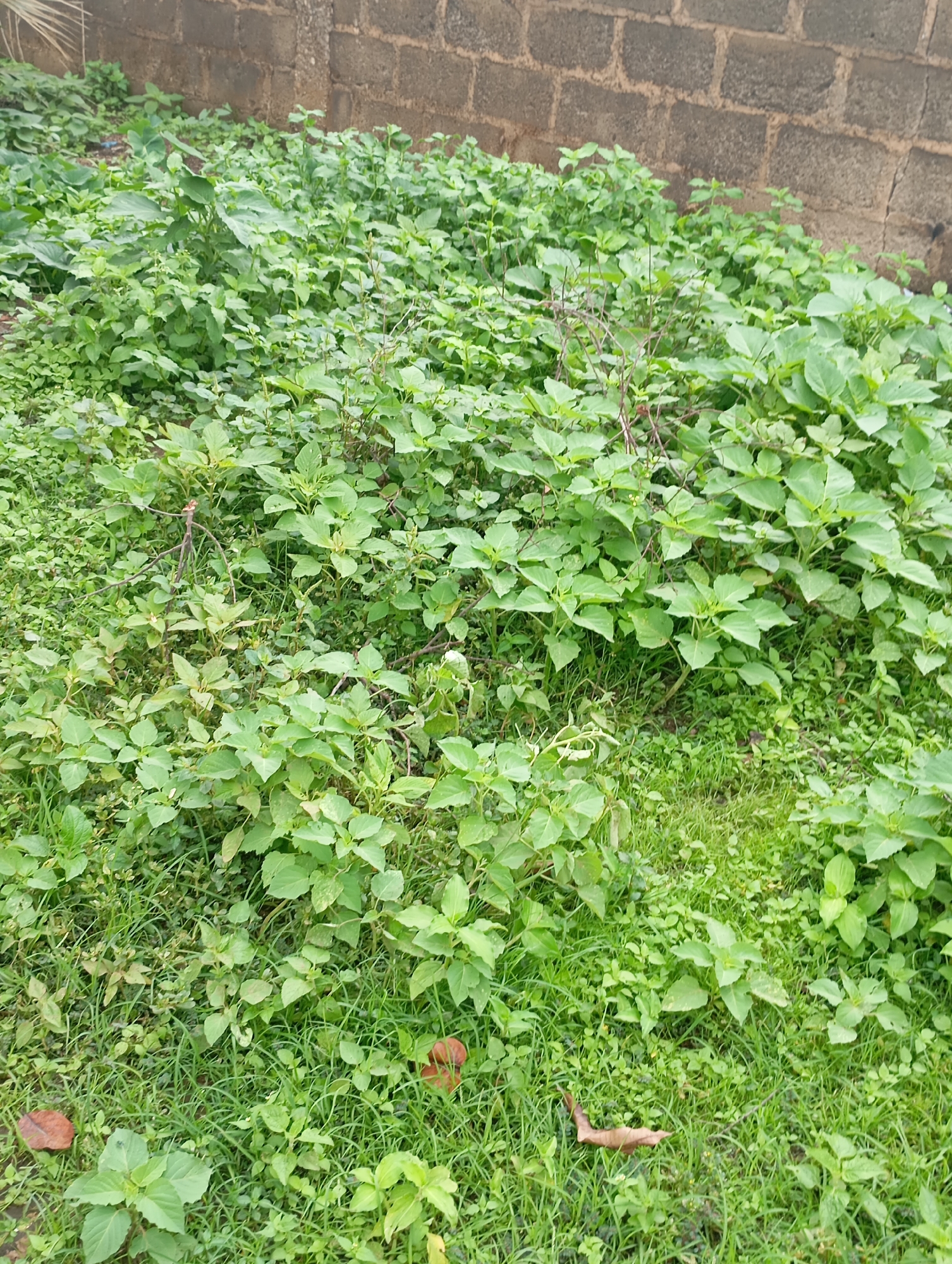 The image depicts an overgrown patch of green vegetation, likely a neglected outdoor space, situated in the city of New Stadium, Nigeria. The foreground is dominated by dense, leafy plants with varying shades of green, interspersed with patches of dry grass and a few fallen brown leaves. The vegetation appears to be growing wild, with some stems and branches visible amongst the foliage. In the background, a textured, brick wall constructed from dark, rectangular blocks forms a boundary. The wall shows signs of wear and discoloration, suggesting it is an external structure. The scene is illuminated by natural light, casting subtle shadows on the ground. No people or animals are present in the frame. The overall impression is one of an uncultivated area within an urban or semi-urban environment.