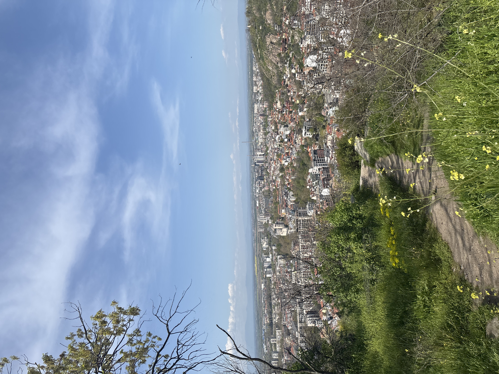 A panoramic landscape photograph captures an expansive view overlooking the city of Plovdiv, Bulgaria, from an elevated hillside. The image is taken on a clear, sunny day, likely in spring or early summer, given the vibrant green vegetation and blooming yellow wildflowers.
In the foreground, the immediate right side features a narrow, unpaved dirt path winding through tall, lush green grass interspersed with small yellow blossoms. Bare tree branches, possibly from dormant or budding trees, frame the top and bottom left of the foreground, with some green leaves appearing on a branch towards the bottom left.
The midground is dominated by the sprawling urban landscape of Plovdiv. A dense arrangement of buildings, many with red-tiled roofs, extends across the frame, showcasing the city's architecture. The cityscape stretches horizontally into the distance, with varying densities of development and glimpses of taller, more modern structures. A rocky, vegetated hill or mountain, possibly one of Plovdiv's syenite hills, is visible behind a section of the city on the mid-right.
The background consists of a clear, bright blue sky with scattered, wispy white clouds, suggesting good weather conditions. In the far distance, beyond the city, hazy outlines of other landforms or mountains can be seen, blending into the horizon under the bright sky. No people, discernible activities, or visible text are present in the image. The scene conveys a sense of peaceful observation from a natural vantage point overlooking a bustling urban environment.