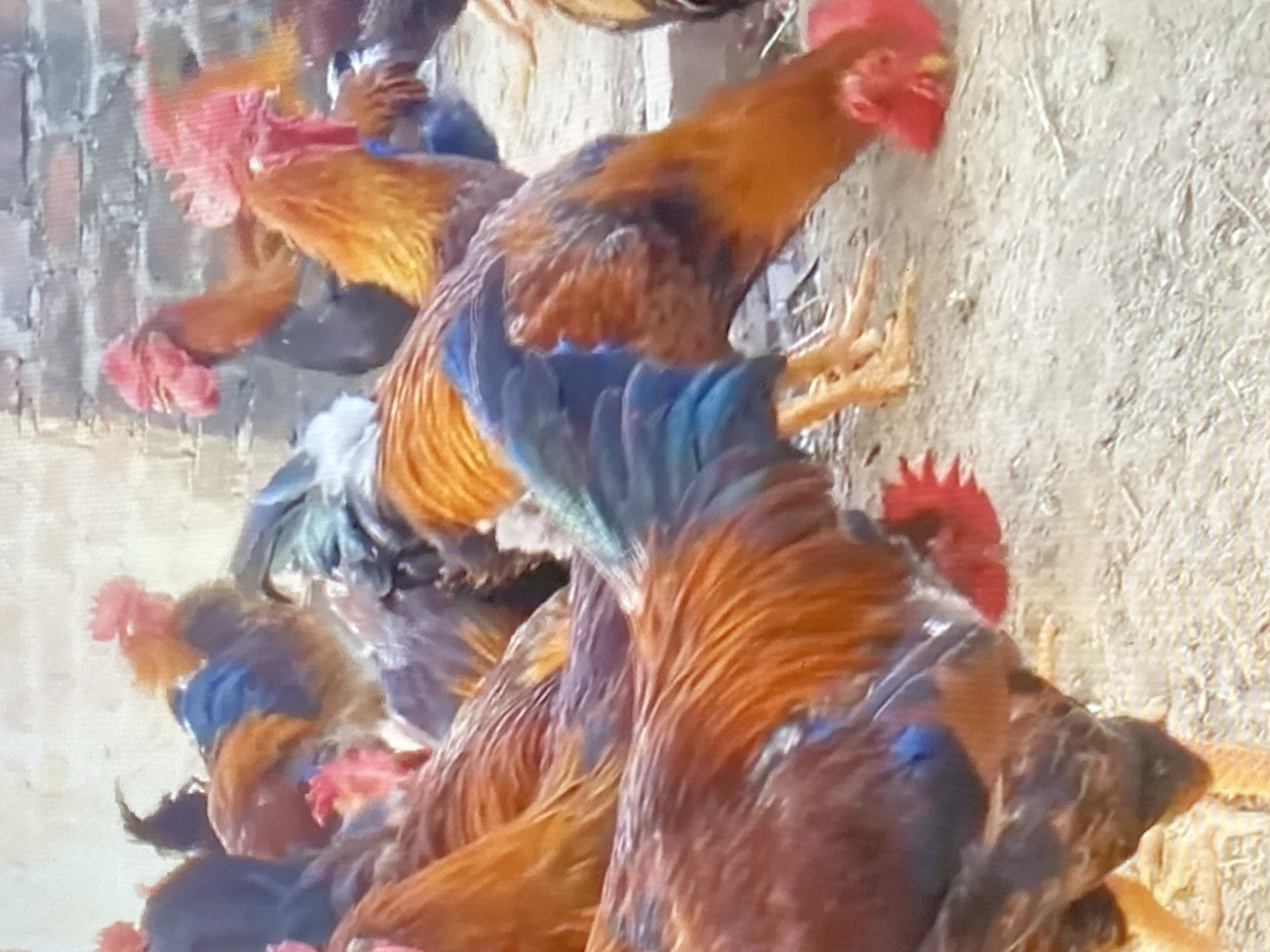 In Ado, Nigeria, a flock of roosters are gathered on a dusty ground near a brick wall. The birds exhibit a variety of colors, including vibrant reds, oranges, browns, and iridescent blues and greens on their feathers. Several roosters have prominent red combs and wattles. One rooster in the foreground is bending down to peck at the ground, while others are standing or walking amongst each other. The environment appears to be an outdoor enclosure or farmyard, with a rough, light-colored ground surface and a brick wall as a backdrop.
