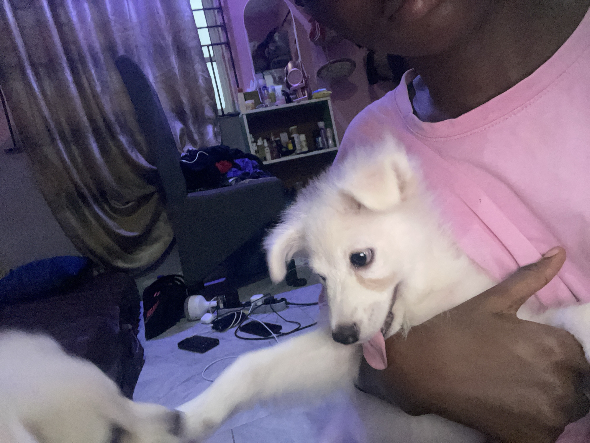 In Iyafin, Nigeria, a person wearing a pink t-shirt is holding a small, white puppy. The puppy has light brown markings around its eyes and its tongue is sticking out. The person's arm is visible supporting the puppy. The background appears to be an indoor setting with purple lighting, possibly from a lamp. There are curtains in the background, and a shelf unit filled with various bottles and items. A dark sofa and some bags are also visible. The overall lighting suggests it is either nighttime or a dimly lit room.