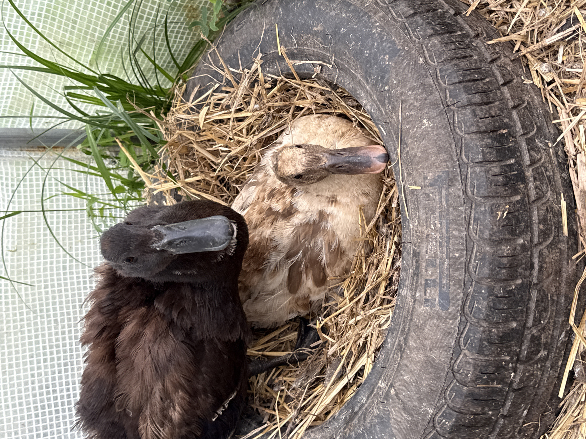 Two ducks are nestled in a makeshift nest made of straw inside an old tire. One duck is dark brown and positioned behind the other, a lighter brown and white duck. The ducks are located outdoors within a greenhouse structure, with translucent white material forming the walls and ceiling. Green vegetation is visible behind the ducks. The tire is placed on the ground, surrounded by dry straw.