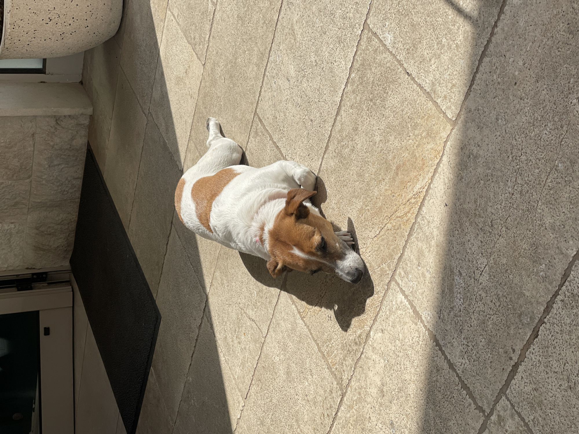 An overhead shot captures a small dog, likely a Jack Russell Terrier, resting on a tiled outdoor surface in Budva, Montenegro. The dog, predominantly white with distinctive brown and tan patches on its back, head, and ears, is stretched out on the light-colored, textured tiles. Its body is relaxed, with its head turned slightly to the right of the frame, eyes seemingly closed or looking down.
The scene is brightly lit by strong, direct sunlight, creating sharp, elongated shadows, particularly a prominent diagonal shadow across the tiled ground and beneath the dog. This suggests either morning or late afternoon. The dog appears to be basking in the sun.
In the upper left corner, a large, textured light-colored planter or pot is visible. Below it, a window or door frame with a dark interior or a reflective surface is present, along with a raised concrete or stone ledge. A dark rectangular mat is partially visible near the entrance area in the bottom left, adjacent to the tiled floor. The flooring consists of square or rectangular stone tiles with visible grout lines, some showing wear or small chips. No text is visible in the image.