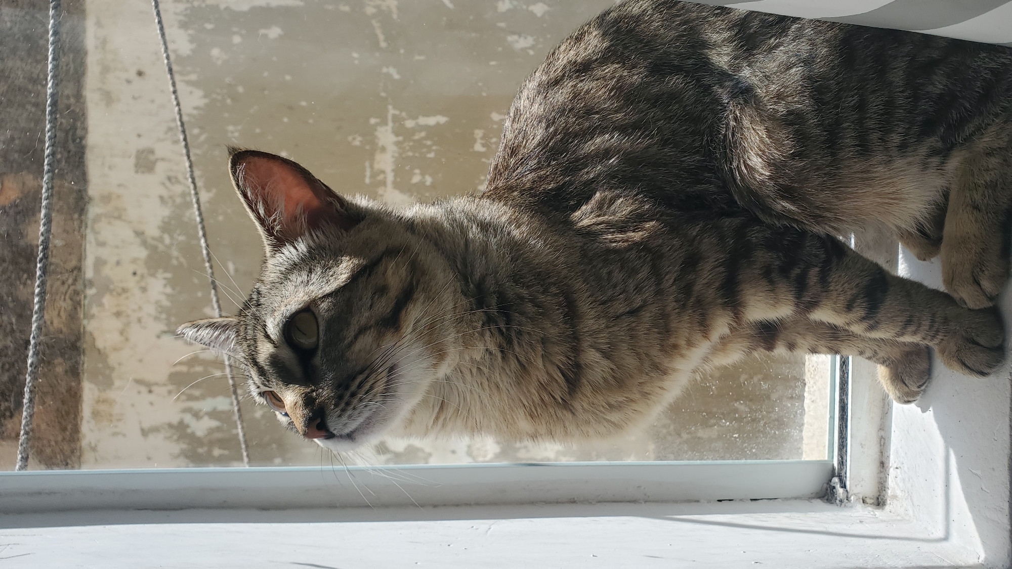 A grey and brown tabby cat is perched on a white window sill, peering downward. The cat's body is angled forward, with its front paws gripping the outside edge of the sill. The background is a textured wall with peeling paint visible through the window. A thin cord hangs vertically near the left side of the window. This scene is likely located in Curitiba, Brazil.