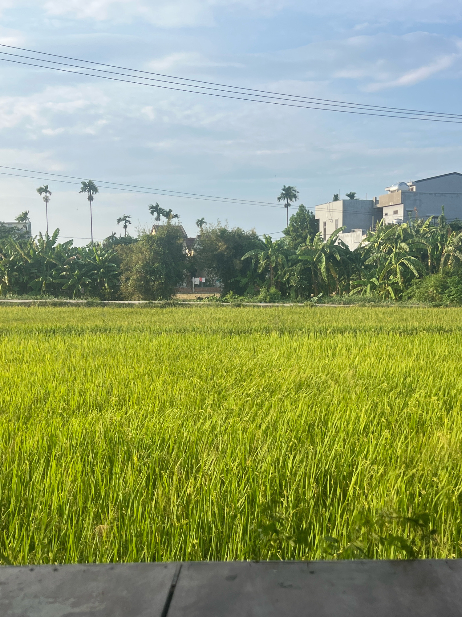 The image captures a serene rural landscape, likely on the outskirts of Hoi An, Vietnam, characterized by a lush green rice paddy field stretching across the foreground. In the mid-ground, a dense line of trees, including banana trees and other tropical foliage, separates the field from a backdrop of buildings. These buildings appear to be a mix of modern residential structures and possibly some older, traditional Vietnamese houses. Several tall, slender palm trees are interspersed among the vegetation and near the buildings, typical of the region. Overhead, three dark, horizontal power lines traverse the pale blue sky, which is dotted with wispy white clouds. The overall impression is one of a tranquil, agricultural environment coexisting with residential development. There are no people or discernible activity in the scene.