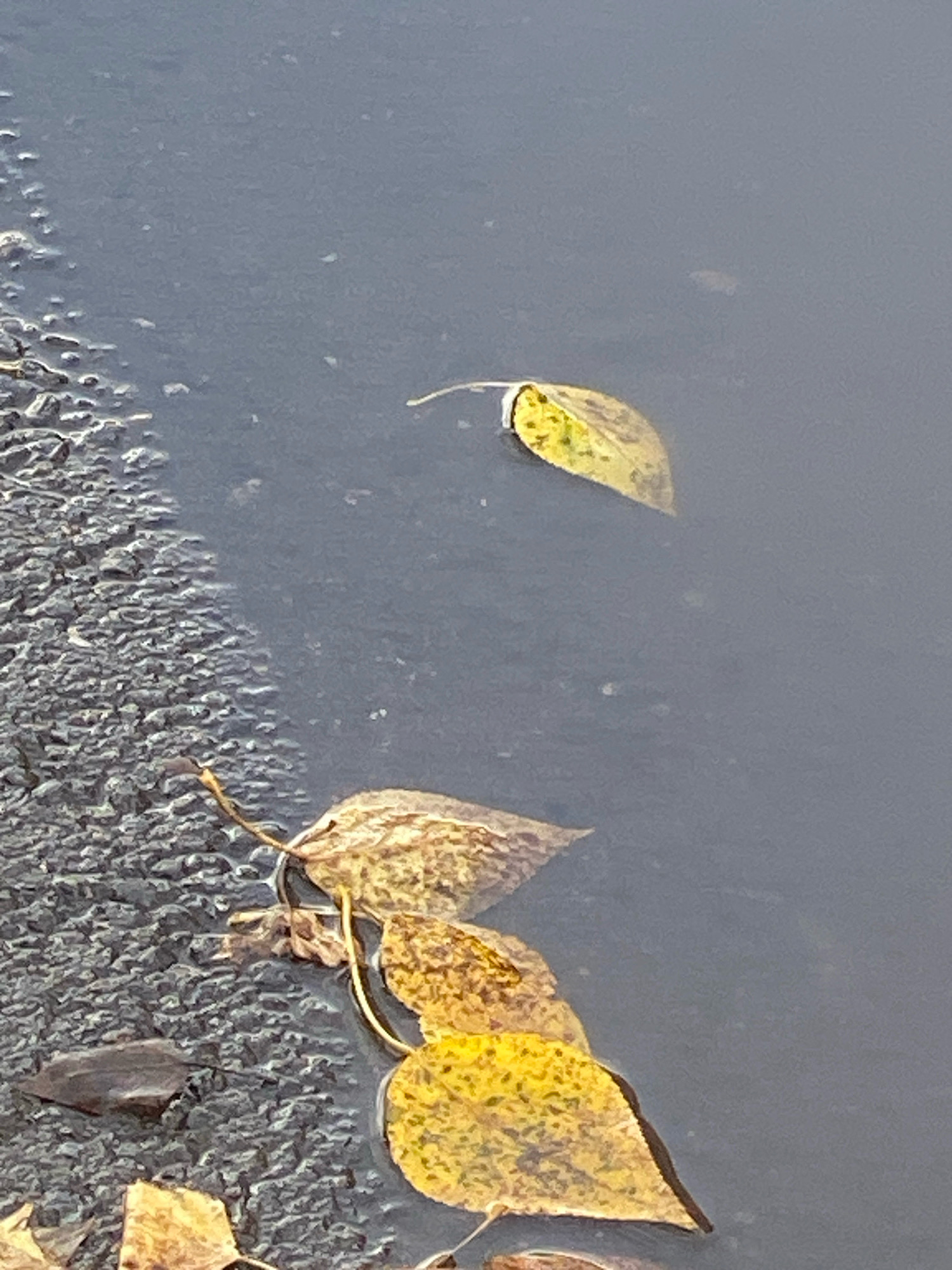 The image depicts several fallen yellow and brown leaves floating on the surface of dark, still water, possibly a puddle or a shallow body of water. The water is bordered on the left by a rough, textured surface that appears to be asphalt or a similar material, with some small pebbles or gravel visible. The lighting suggests an overcast day. The scene is likely located outdoors in an urban or suburban environment. Without further information, the specific location in Novokuznetsk, Russia cannot be determined from the image alone.