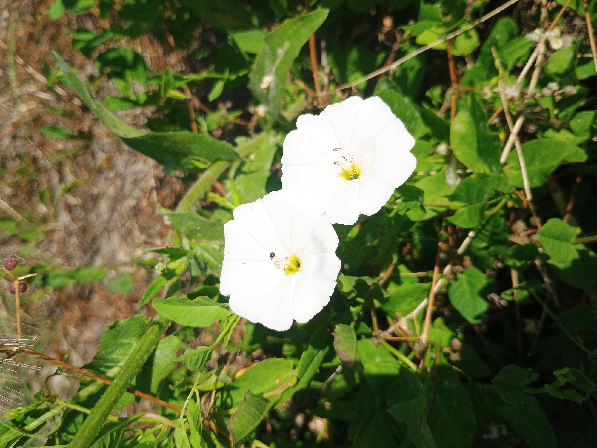 The image depicts two white bindweed flowers amidst green foliage and brown earth, potentially growing in a wild or disturbed area within the city of Unknown, Unknown. The flowers are in focus, showing their petals and yellow centers. There are no people visible.