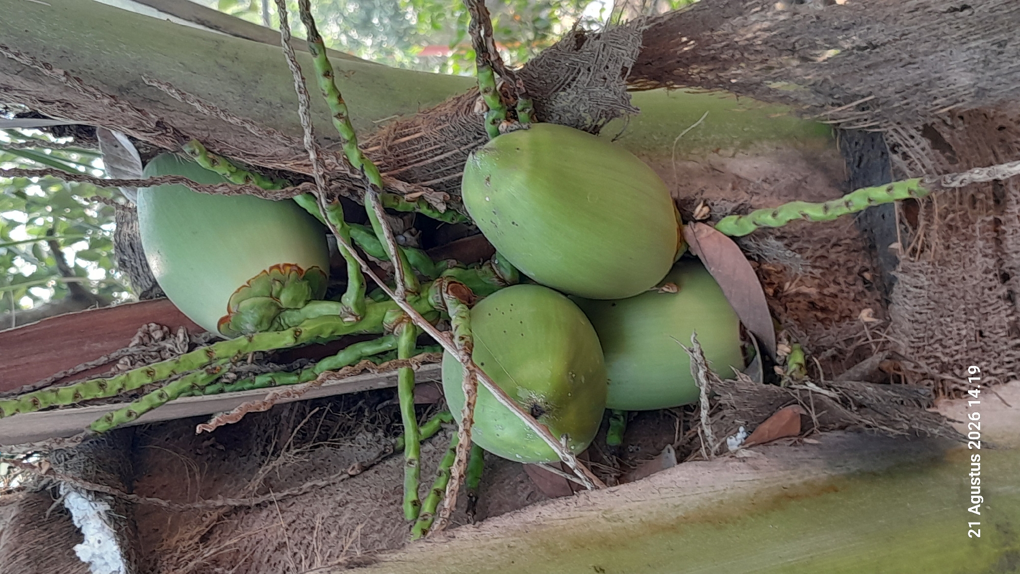 A close-up, eye-level shot captures a cluster of young, green coconuts hanging from a coconut palm tree. The coconuts vary slightly in shape and size, with some appearing rounder and others more elongated. They are attached to a thick, green stem adorned with smaller nodes, which in turn connects to the main tree trunk. The tree trunk exhibits a rough, fibrous texture, characteristic of coconut palms, and is partially obscured by the coconuts and their stems. The background is a blur of green foliage and dappled sunlight, suggesting an outdoor, natural environment. A timestamp in the lower left corner reads "21 Agustus 2026 14.19," indicating the date and time the photograph was taken. The scene is devoid of any human presence or activity. The location is identified as Takeran, Indonesia.