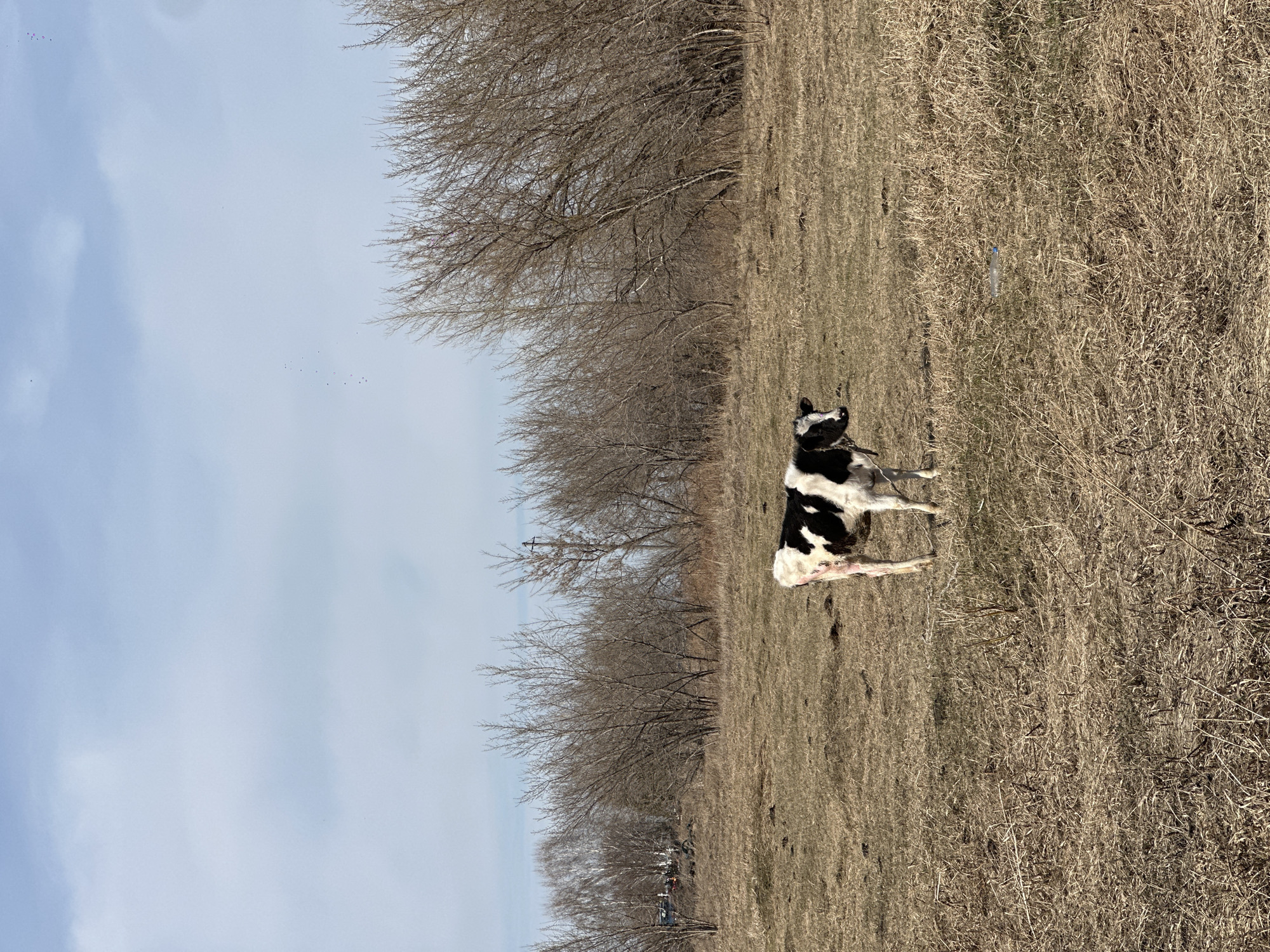 The image, originally oriented vertically, depicts a tranquil rural landscape. A small, black and white calf, possibly a young Holstein, stands as the central subject. It is positioned on a field of dry, light brown grass, and a rope around its neck suggests it might be tethered.
Behind the calf and extending across the middle ground, a dense line of leafless deciduous trees dominates the scene, indicating either late autumn, winter, or early spring. The sky, occupying the upper left portion of the frame, is a pale, clear blue with soft, faint clouds. A small cluster of birds is visible high in the sky. On the dry ground, slightly to the right of the calf, a small, light blue object, possibly a plastic bottle, can be seen. In the far background, nestled among the trees, some indistinct structures or vehicles are faintly discernible.
The overall impression is one of a quiet, possibly cool, daytime scene in a pastoral setting. There is no visible text. The environment is consistent with the provided location context of Савиново, Russia, during a non-growing season.