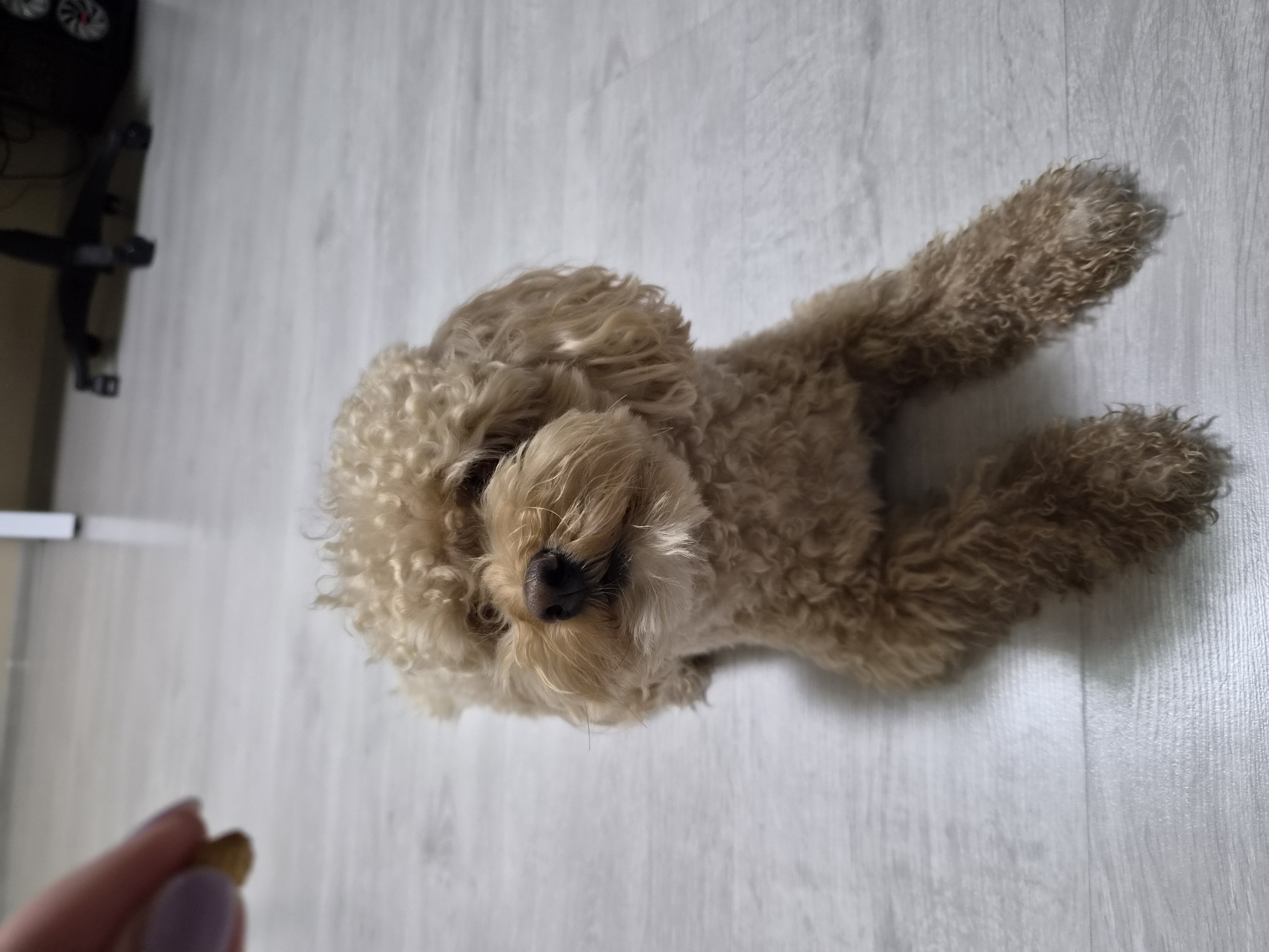 A light brown poodle lies on a light-colored floor, looking up at a person's hand holding a treat. The poodle has curly fur and is in a relaxed pose, with its front paws extended forward. The background is blurred, but shows a desk chair and a white object, possibly a filing cabinet or desk. The floor appears to be laminate or wood flooring with a subtle wood grain pattern. The scene is indoors, likely in a home environment. The image is a medium shot, focusing on the dog and the hand.