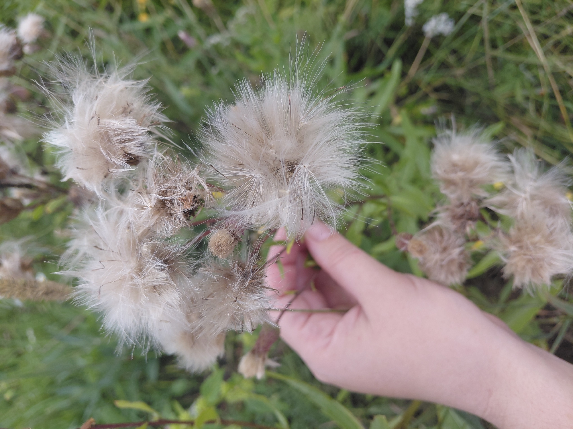 In Malinovka, Russia, a human hand gently holds a cluster of fluffy, dried seed heads from a thistle plant. The background is a blur of green foliage, suggesting a natural outdoor environment like a meadow or field. The seed heads are delicate and feathery, with individual strands of white and tan extending outwards. The hand, with visible skin texture and fingernails, appears to be lightly touching the plant, perhaps examining it or preparing to release the seeds. The overall impression is one of interaction with nature, capturing a fleeting moment in the lifecycle of a wild plant.