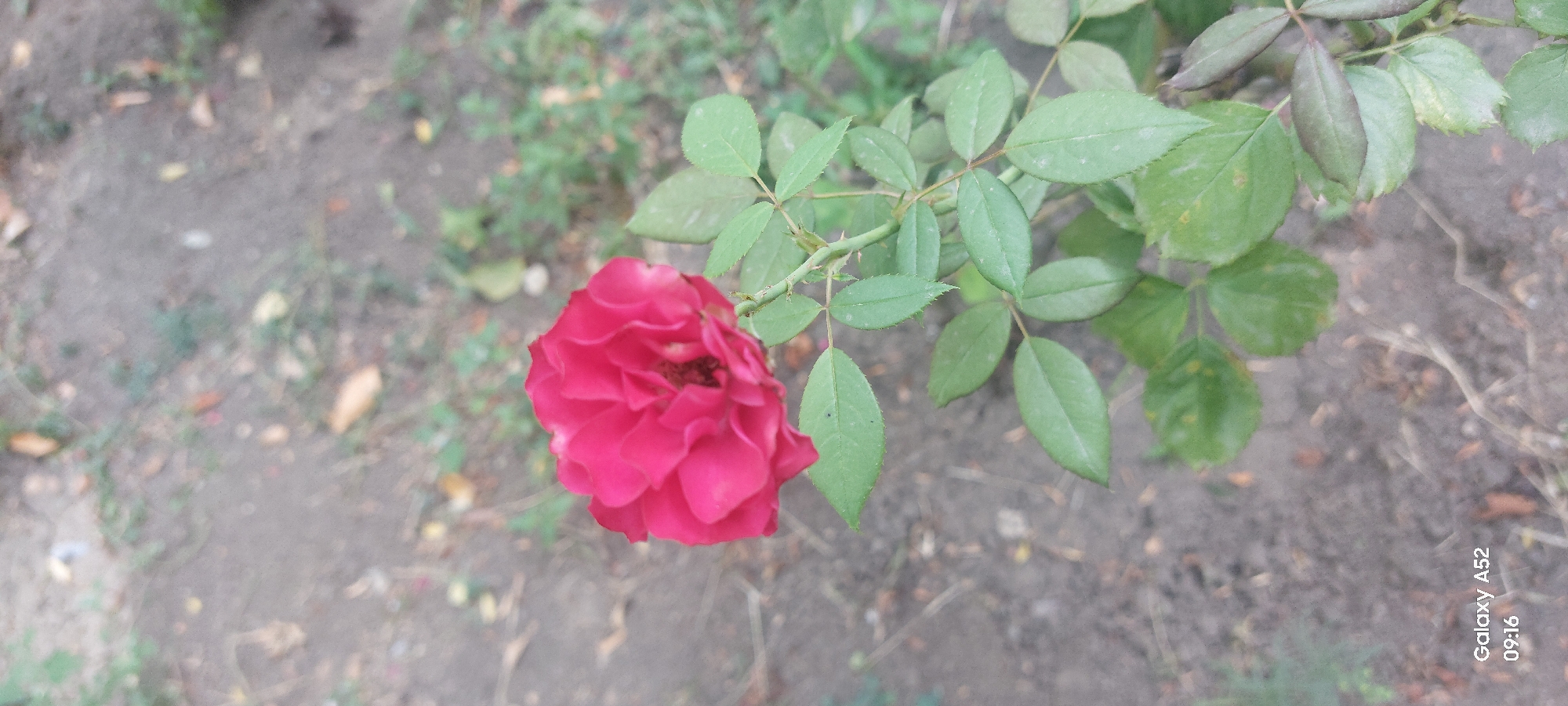 A close-up, vertical, outdoor photograph captures a vibrant red rose in full bloom, with its petals unfurling to reveal a dark center. The rose is positioned on the right side of the frame, its stem and leaves extending downwards. The foliage is a healthy green, with a few leaves showing slight discoloration. The background consists of the ground, which appears to be soil with scattered dry leaves and some sparse green vegetation. The lighting suggests it is daytime. In the bottom left corner of the image, the text "Galaxy A52 09:16" is visible, indicating the device and time the photo was taken. There is no indication of the specific location within Ganja City, Azerbaijan.