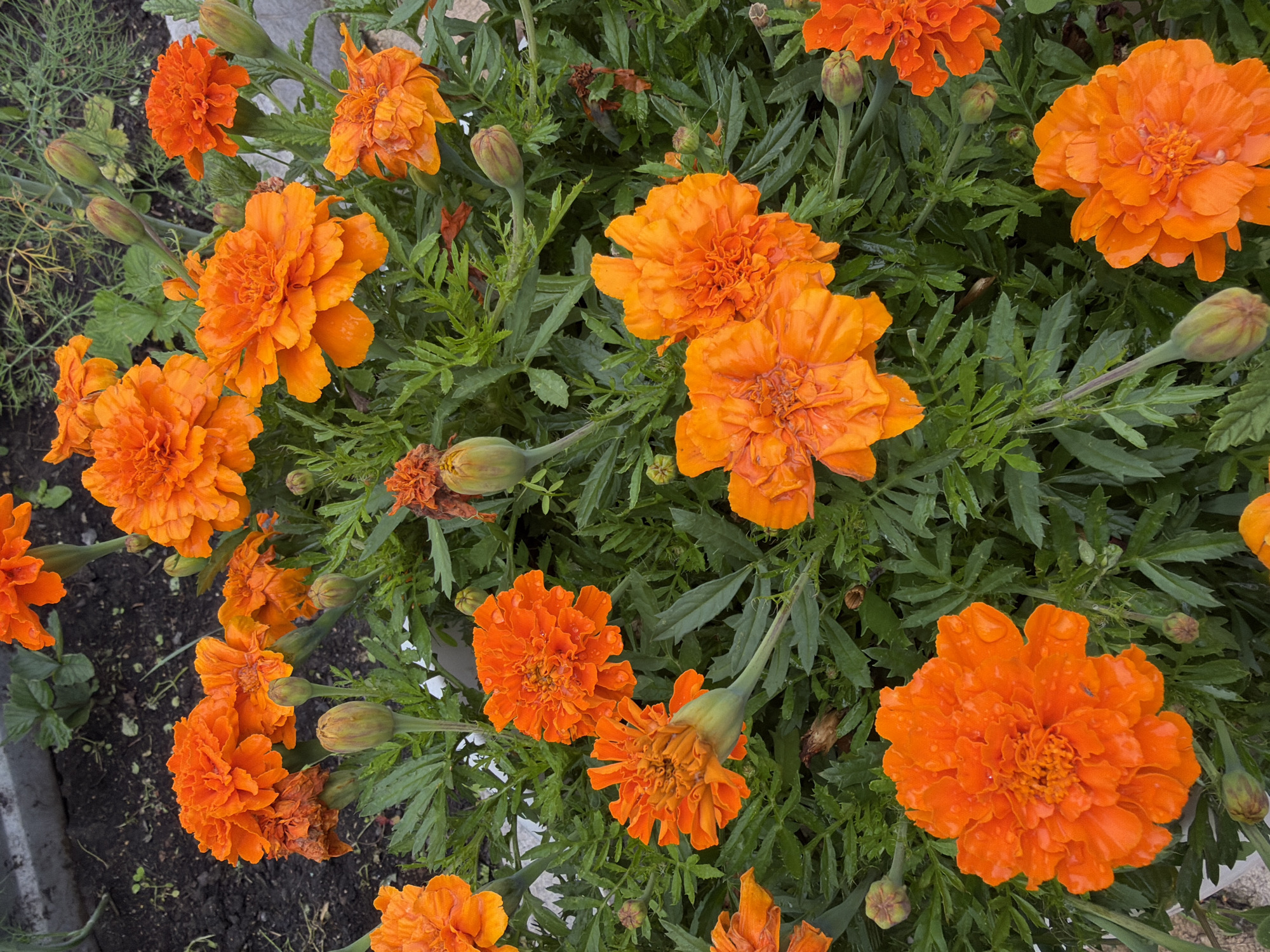 A cluster of bright orange marigolds is in full bloom, with many flowers and buds visible. The marigolds have a dense, ruffled petal structure, and some are dotted with water droplets, suggesting recent rain or watering. The flowers are surrounded by dark green, serrated foliage. The ground beneath the flowers is dark soil with some scattered debris. The overall scene is one of vibrant natural beauty, likely in a garden setting.