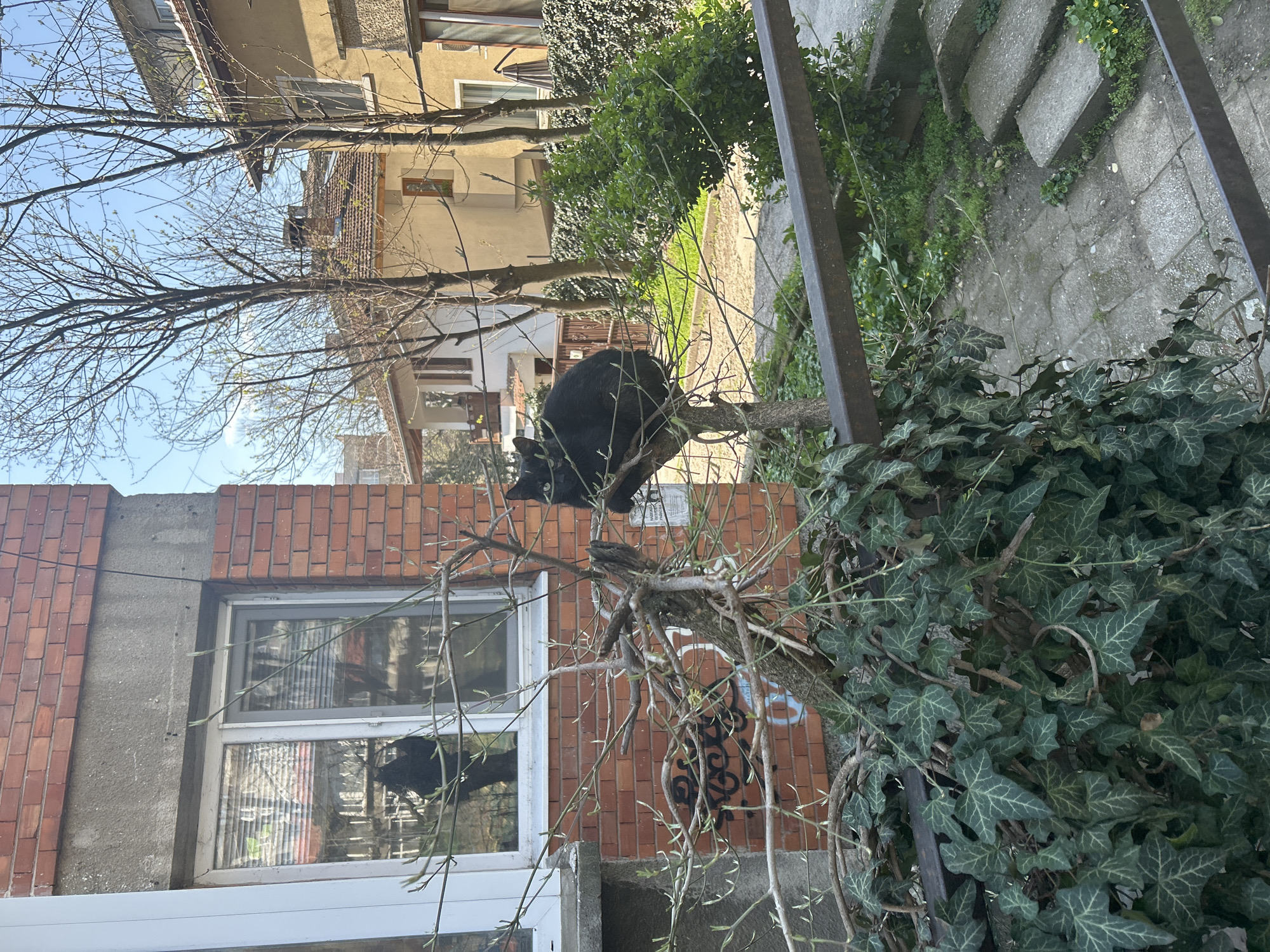 A black cat sits on a tree branch in Veliko Tarnovo, Bulgaria. The tree is in front of a brick and concrete building with a white-framed window. Graffiti is visible on the brick wall behind the tree. The tree is partially covered in ivy. In the background, there is a multi-story building, and a flight of stone steps is seen to the right of the tree. The sky is visible through the bare branches of other trees.