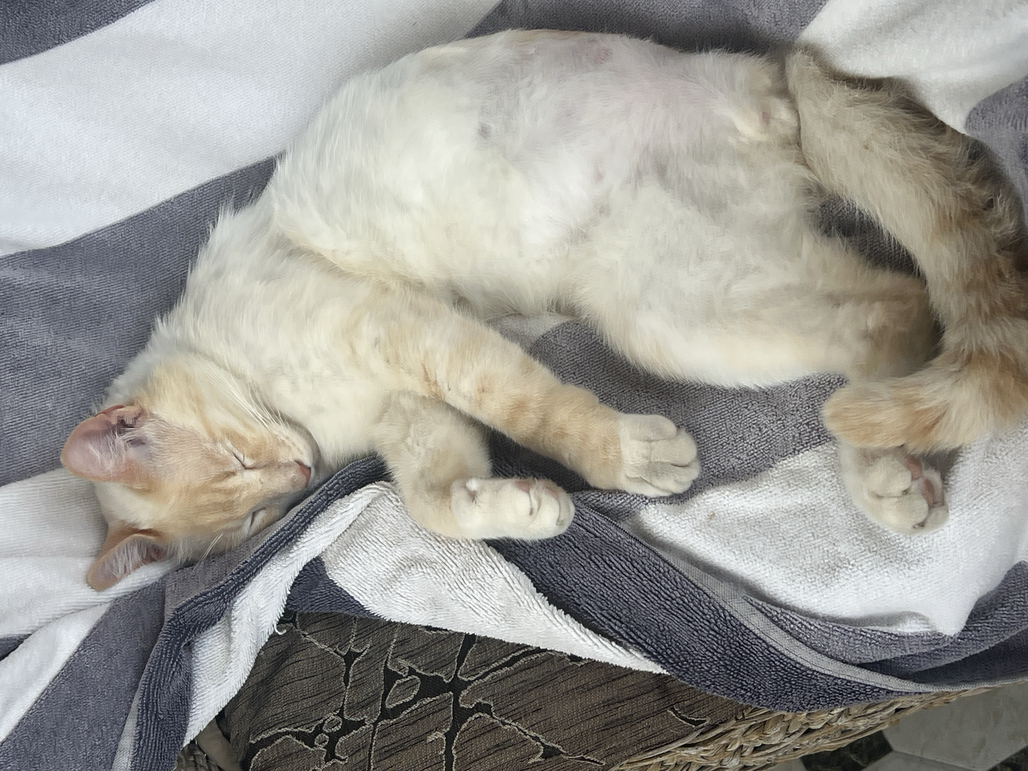 An overhead, full-body shot shows a cream-colored cat sleeping on a striped towel. The towel has dark gray, white, and light gray stripes. The cat's eyes are closed, and its paws are tucked beneath it. The cat's tail curls around its body. The background is out of focus but appears to be a wicker chair. The scene is set in Sochi, Russia.