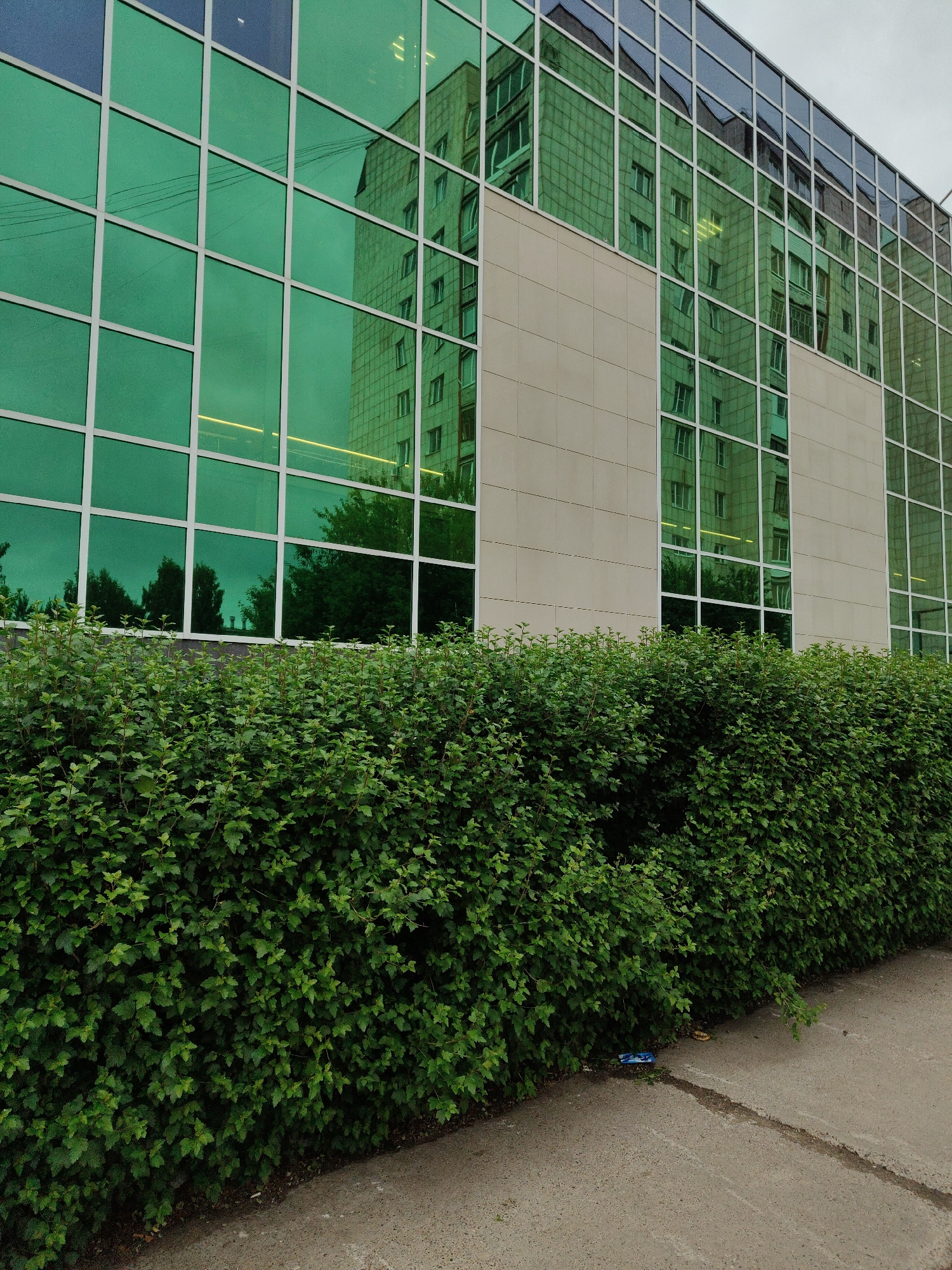 The scene depicts the exterior of a modern multi-story building in an urban environment. The building features an extensive facade composed predominantly of square and rectangular glass panels, framed in a light color, likely white or light gray. The lower and central sections of the glass have a distinct green tint, while upper sections appear darker, reflecting an overcast or pale sky.
Reflected in the green-tinted glass is another multi-story building, appearing light-colored with numerous windows, suggesting it is a residential or office structure. Faint power lines are also reflected in the upper left glass panels. Below the main expanse of glass on the primary building, there are sections of light beige or tan tiled walls.
In the foreground, a dense, verdant hedge with numerous green leaves runs horizontally, parallel to the building, separating it from a concrete pathway. Reflections of trees are visible in the lower sections of the green glass, suggesting vegetation is present opposite the building.
The concrete pathway shows signs of wear and contains two small pieces of litter: a crumpled blue item and a lighter-colored, amorphous object. There are no individuals, animals, or explicit actions depicted in the image. The time of day appears to be daylight, under an overcast sky. The specific location is Unknown, Unknown.