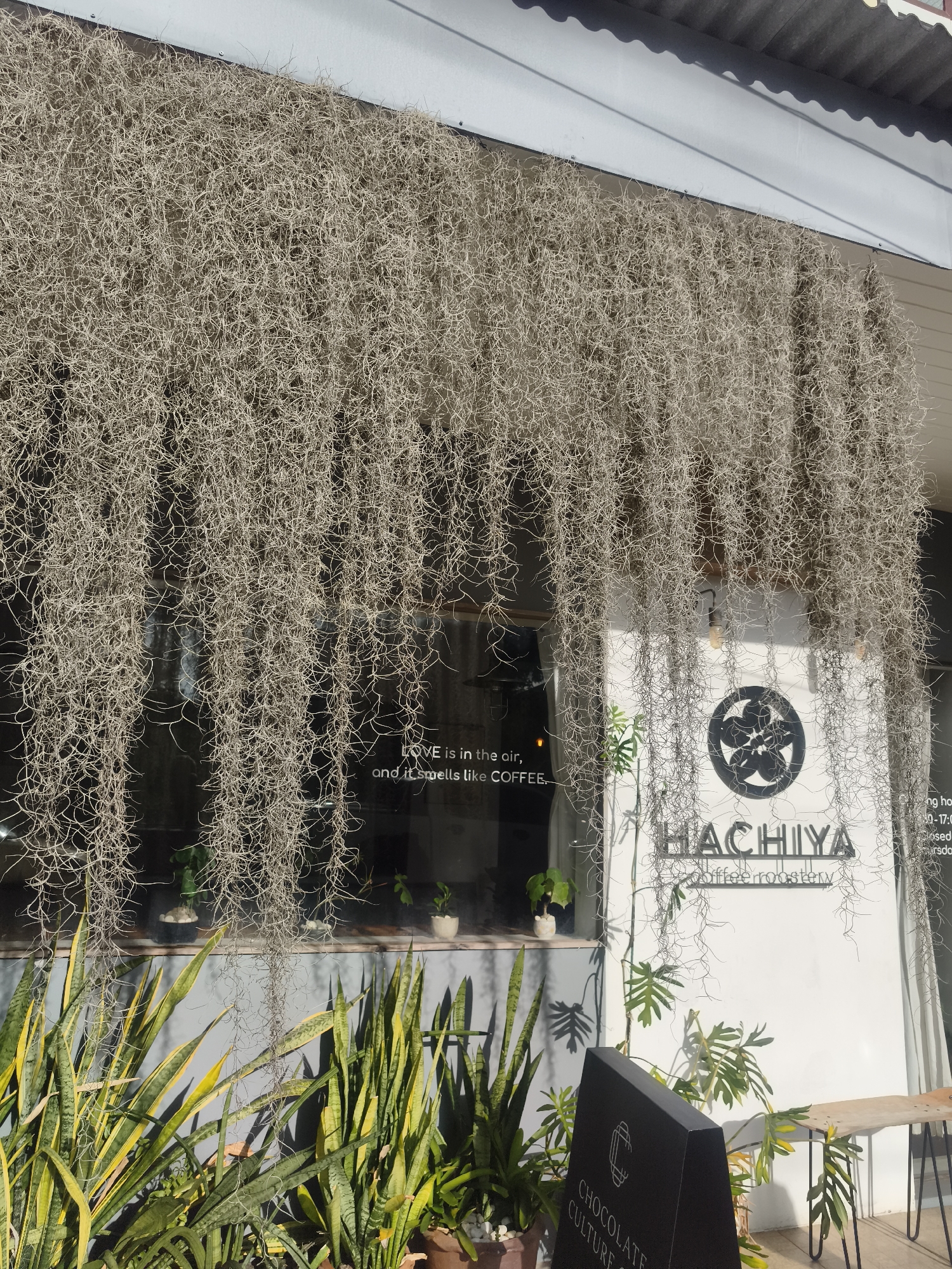 Here is a detailed description of the image:
**Scene Overview:**
The image is of a café in Baan Mae Nam, Thailand. The café's façade is mostly obscured by a dense curtain of Spanish moss hanging from the awning above. There is a window to the left of the entrance, and a sign next to the doorway on the right.
**Objects and Details:**
* **Spanish Moss:** The most striking feature is the copious amount of grey, stringy Spanish moss draping down. It partially conceals the building's structure.
* **Façade:** The building has a light-colored façade, with a window to the left and a door or another window to the right.
* **Window:** A message is visible on the window, reading "LOVE is in the air, and it smells like COFFEE."
* **Sign:** A logo or emblem is displayed, along with the words "HACHIYA" and "Coffee Roastery."
* **Vegetation:** Various potted plants, including snake plants, are in front of the building.
* **Sidewalk:** The ground is partially visible and appears to be a sidewalk.
* **Signboard:** A sign board indicating CHOCOLATE CULTURE is visible in front of the cafe.
**Location:**
Based on the information in the image (which includes the name of the cafe HACHIYA), the scene is likely located in or near Baan Mae Nam, Thailand.