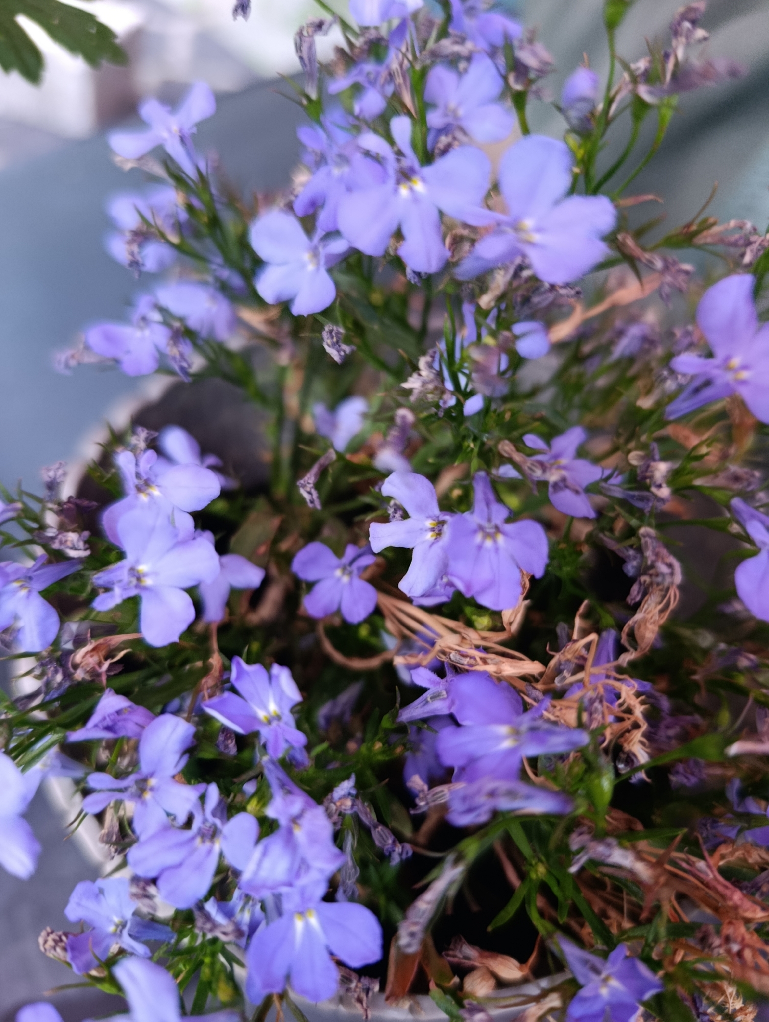 A close-up, overhead shot captures a dense cluster of delicate, light purple lobelia flowers. The flowers are small and star-shaped, with five petals and a yellow center. They are surrounded by thin, green stems and some dried, brown foliage. The background is a soft blur of muted colors, suggesting an outdoor setting. The image is in focus, highlighting the intricate details of the blossoms.