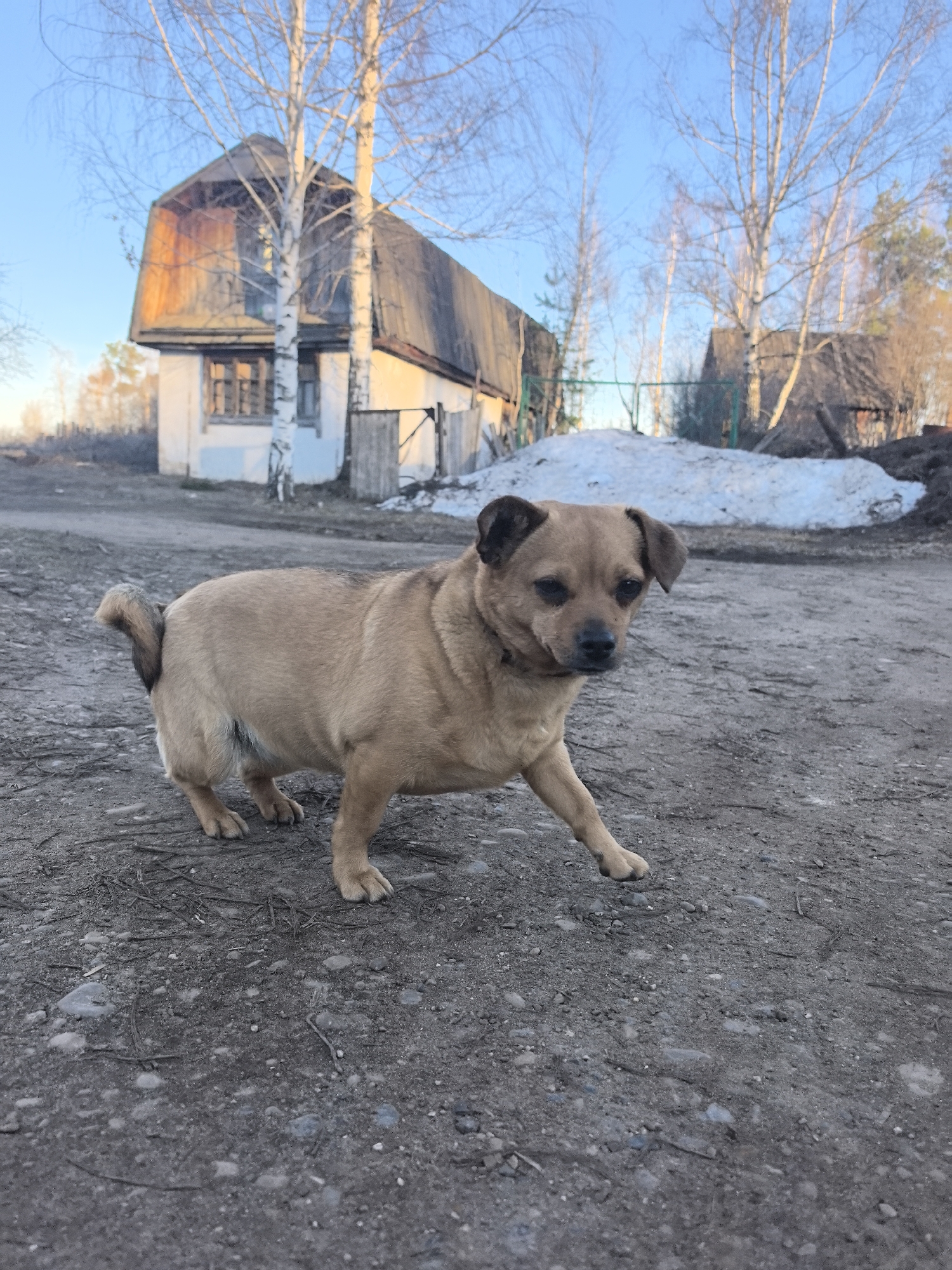 A tan dog with dark ears and a dark collar stands on a dirt path in the city of Noviy, Russia. The path is littered with small stones and debris. Behind the dog, a white house with a tall, steeply pitched roof is visible, flanked by bare birch trees. Further back, a snow patch rests near a small, dark structure. The sky is light blue with streaks of white near the horizon. The light indicates either early morning or late afternoon.