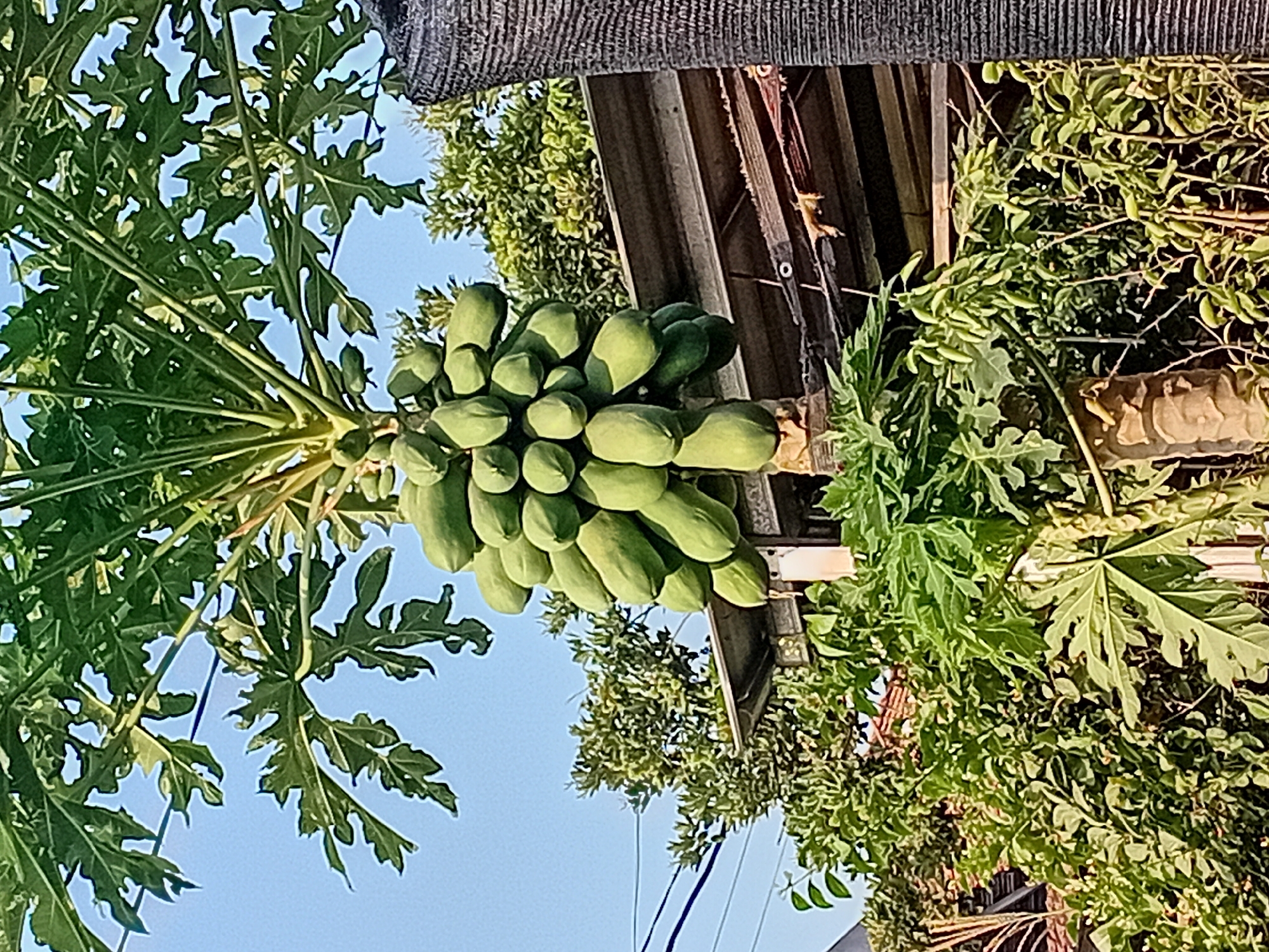 A vertical, eye-level shot captures a papaya tree laden with numerous green papayas, set against a clear blue sky and a background of lush foliage and a rustic roof structure. The tree's trunk is rough and textured, with broad, lobed green leaves unfurling above the fruit. The papayas hang in clusters, their smooth, elongated shapes tightly packed together. In the mid-ground, a gray, corrugated metal roof extends horizontally, supported by wooden beams, hinting at an outdoor dwelling or storage area. Various green bushes and smaller trees fill the lower portion of the image, creating a dense, verdant environment. The scene appears to be an outdoor setting in a residential area, possibly in Gebog, Indonesia, given the abundance of tropical vegetation and the style of the roof.