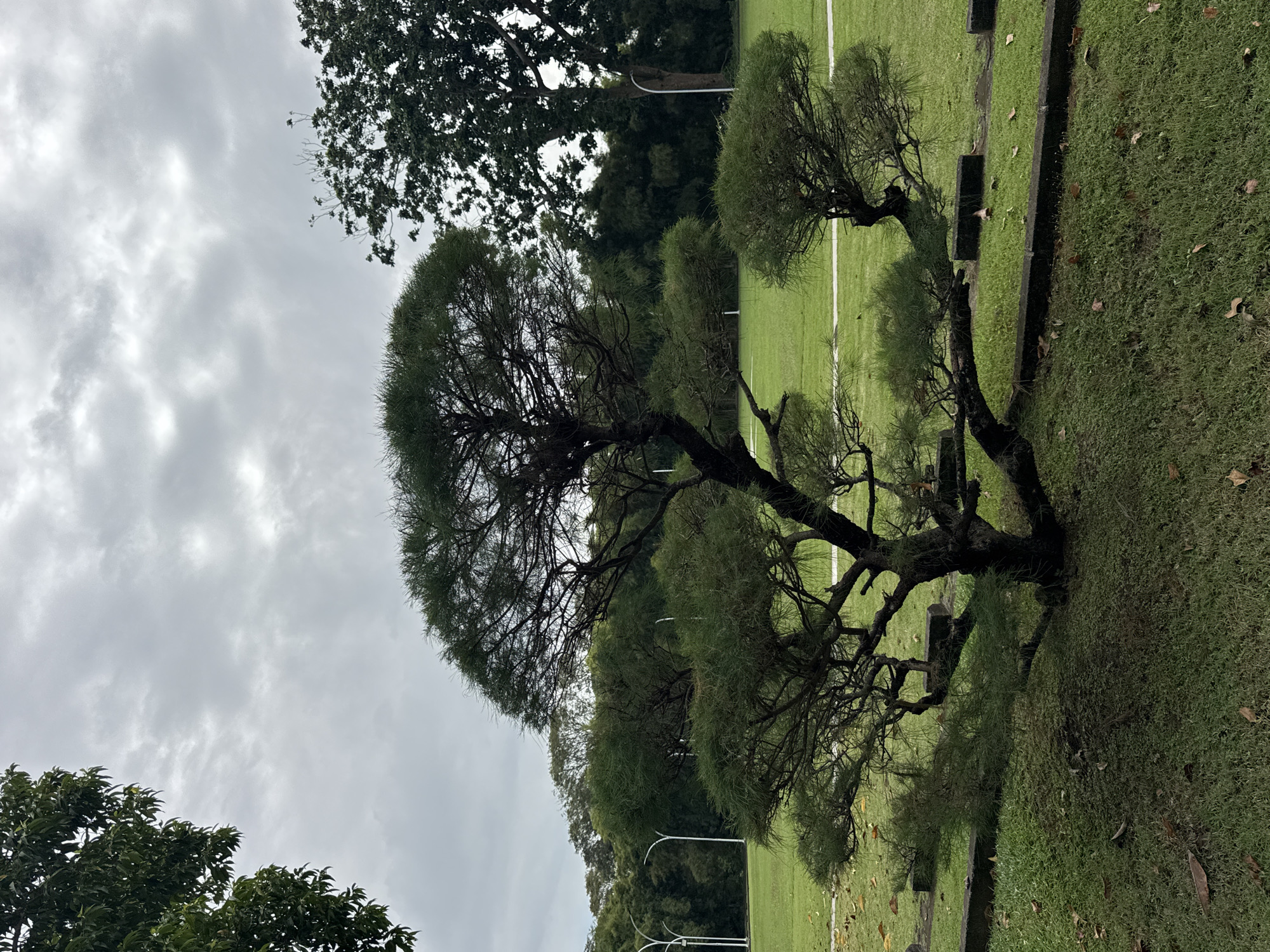 The image depicts a meticulously sculpted tree in what appears to be a park or garden setting in Kuta Selatan, Indonesia. The tree's branches are pruned to create distinct, rounded forms. Adjacent to the tree is a grassy area with a concrete border. In the background, other trees and an overcast sky are visible. The scene is quiet, with no people present.