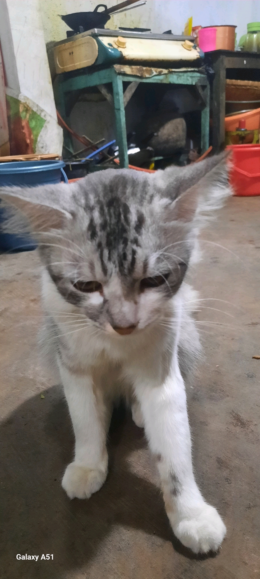 A young, grey and white tabby cat is sitting on a concrete floor in what appears to be a storage area or kitchen. The cat is looking down with its eyes partially closed, and its ears are perked up. In the background, there is a vintage gas stove with a black wok on top, and various containers and shelves are visible. The environment suggests a domestic or utilitarian setting, possibly in Selopuro, Indonesia, given the phone watermark in the corner of the image. The lighting is dim, casting shadows on the floor.