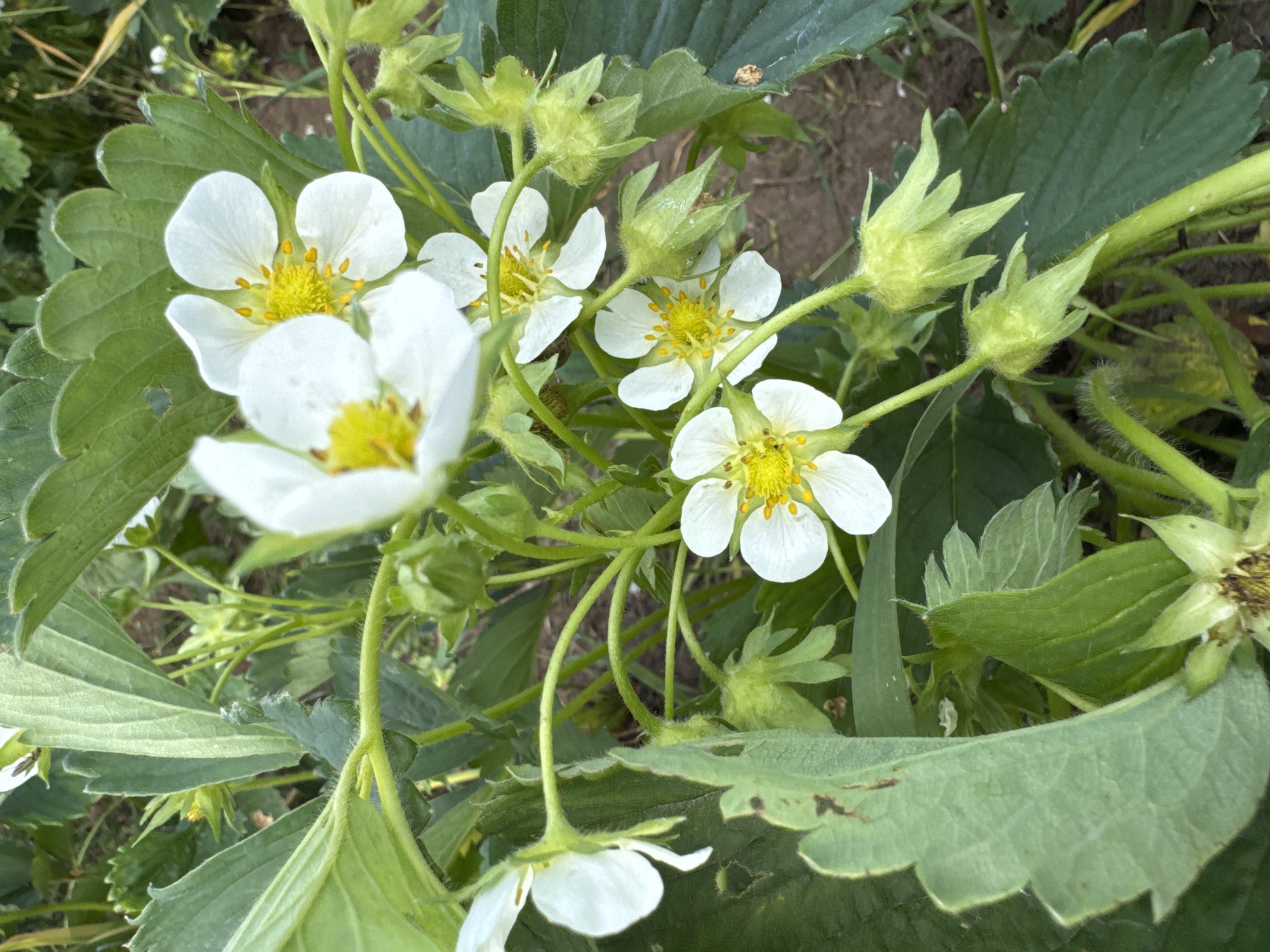 A close-up, eye-level shot captures several white strawberry blossoms with yellow centers nestled among lush green leaves and developing green strawberry fruits. The environment is an outdoor garden, likely in Луптюг, Russia, given the context of the image. The focus is sharp on the flowers and nascent fruits, with a shallow depth of field blurring the background into muted earthy tones and hints of green foliage. The lighting suggests a natural, possibly overcast day, casting soft shadows. No people are visible in the frame.