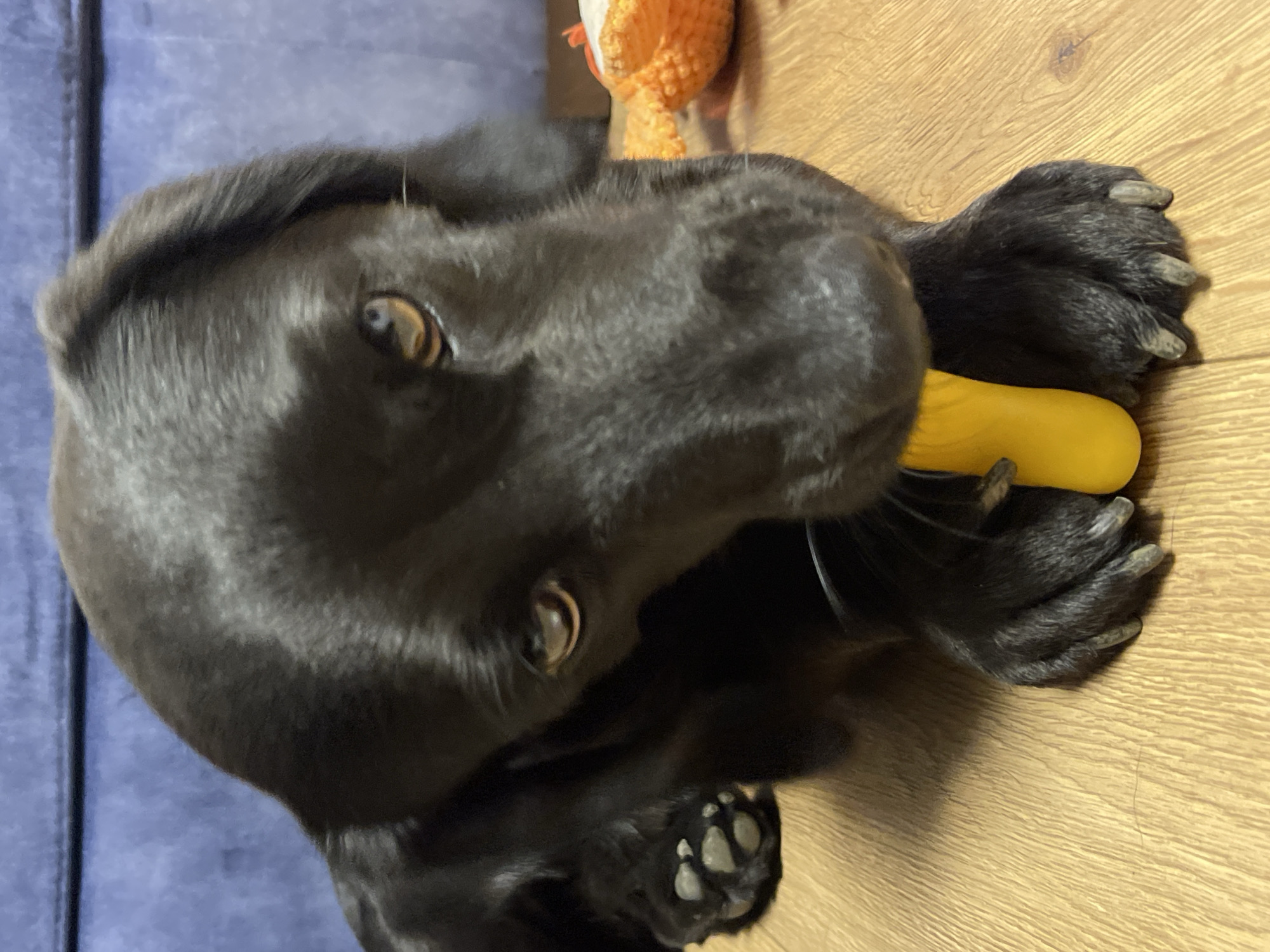 A black labrador dog is lying upside down on a wooden floor and part of a blue couch is visible in the background. The dog is holding a yellow object in its mouth. An orange stuffed toy is also visible in the background. The image does not contain information to discern the location as Donskoye, Russia.