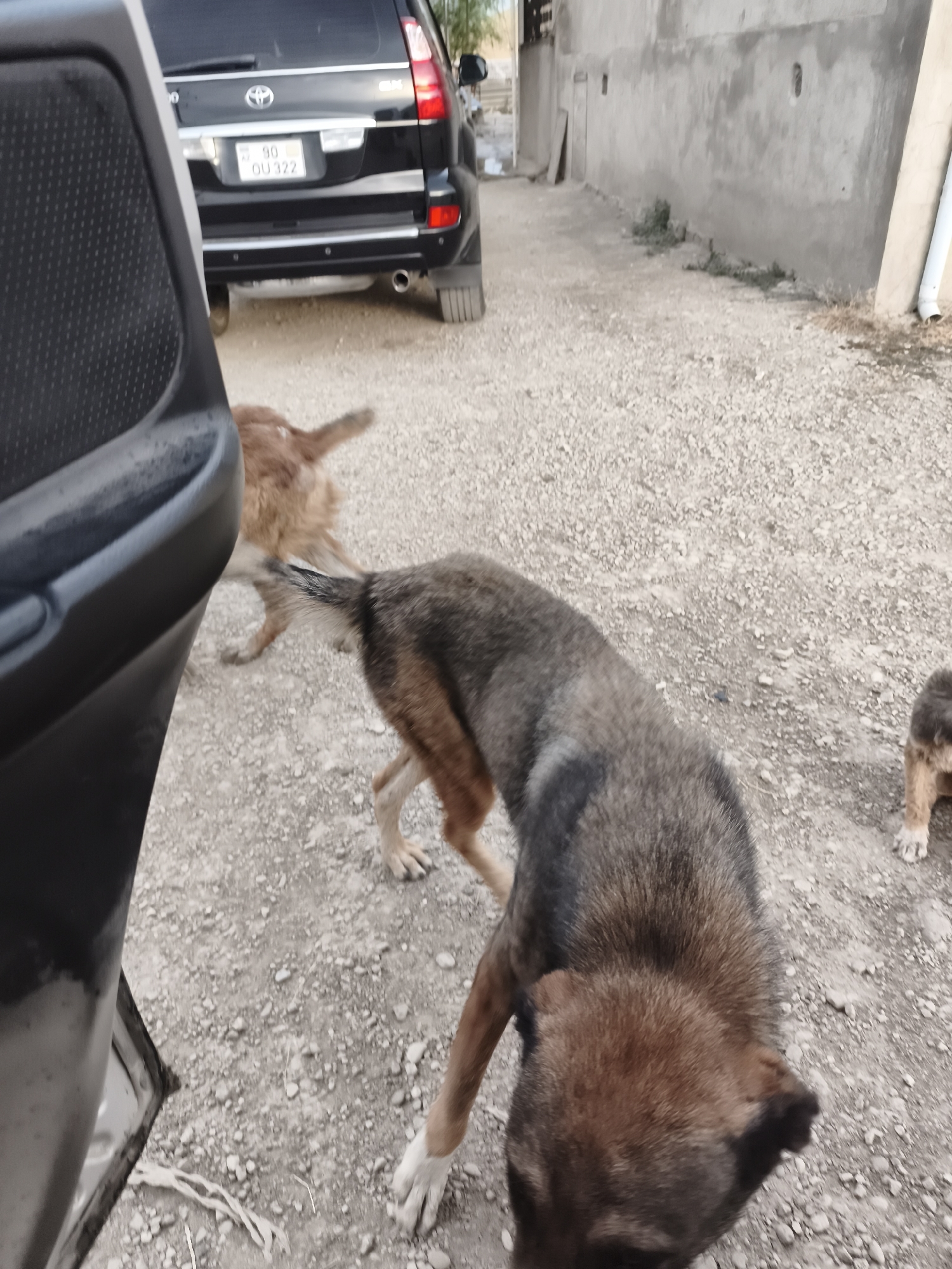 In the city of Sijazan, Azerbaijan, an outdoor scene unfolds on a gravelly surface. A black SUV is parked, its license plate reading "90 OU 322". Adjacent to the SUV, a dark-colored car door is partially visible on the left side of the frame. Three dogs are present: one with brown and black fur stands in the foreground, facing away from the camera. Another dog, predominantly brown, is positioned behind it, also facing away. A third dog, small and brown, is partially visible on the right side of the image. A concrete wall runs along the right side of the frame, and a white downspout is attached to it. The ground is covered in small, light-colored gravel, with some dry grass and debris scattered around.