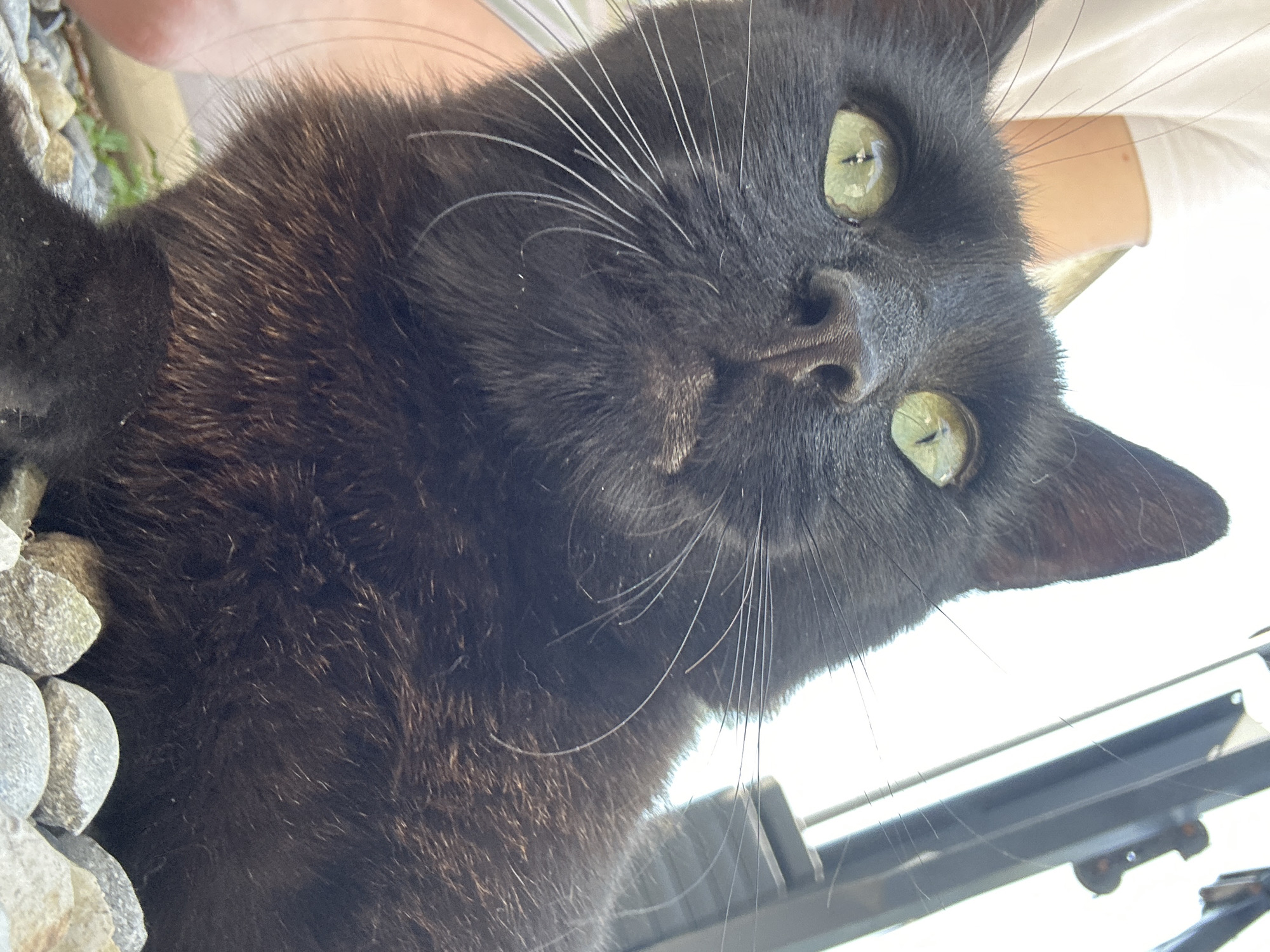 A black cat with green eyes is pictured in close-up, with its head tilted slightly upwards and facing the camera. The cat's fur appears dark and slightly glossy, with some lighter brown undertones visible in the sunlight. Its whiskers are long and prominent. In the background, a blurred human arm wearing a white t-shirt is visible on the left, and part of a dark, possibly metal structure is on the right. The cat is positioned amongst small, grey pebbles and some green foliage. The setting suggests an outdoor environment, possibly a garden or patio. No specific location in Moortown, Ireland can be determined from the image.