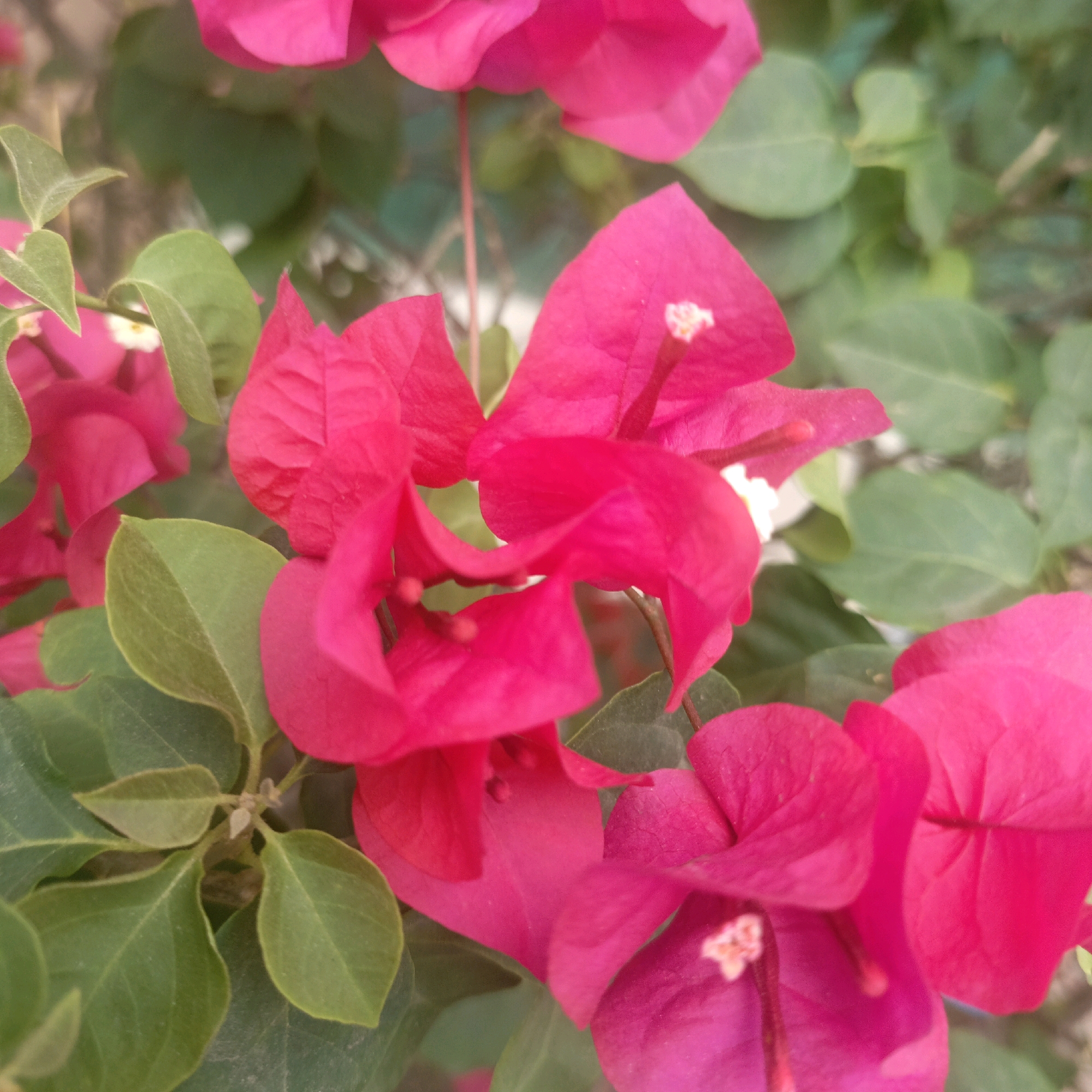 The image shows a close-up view of bright pink bougainvillea flowers with green leaves. The flowers are in various stages of bloom, with some fully open and others partially unfurled. The background is a blur of green foliage and a hint of a light-colored surface, possibly a wall or pavement. The lighting suggests it is daytime, with soft light illuminating the vibrant colors of the flowers. There are no people visible in the image. The overall impression is one of natural beauty and vibrant color.
