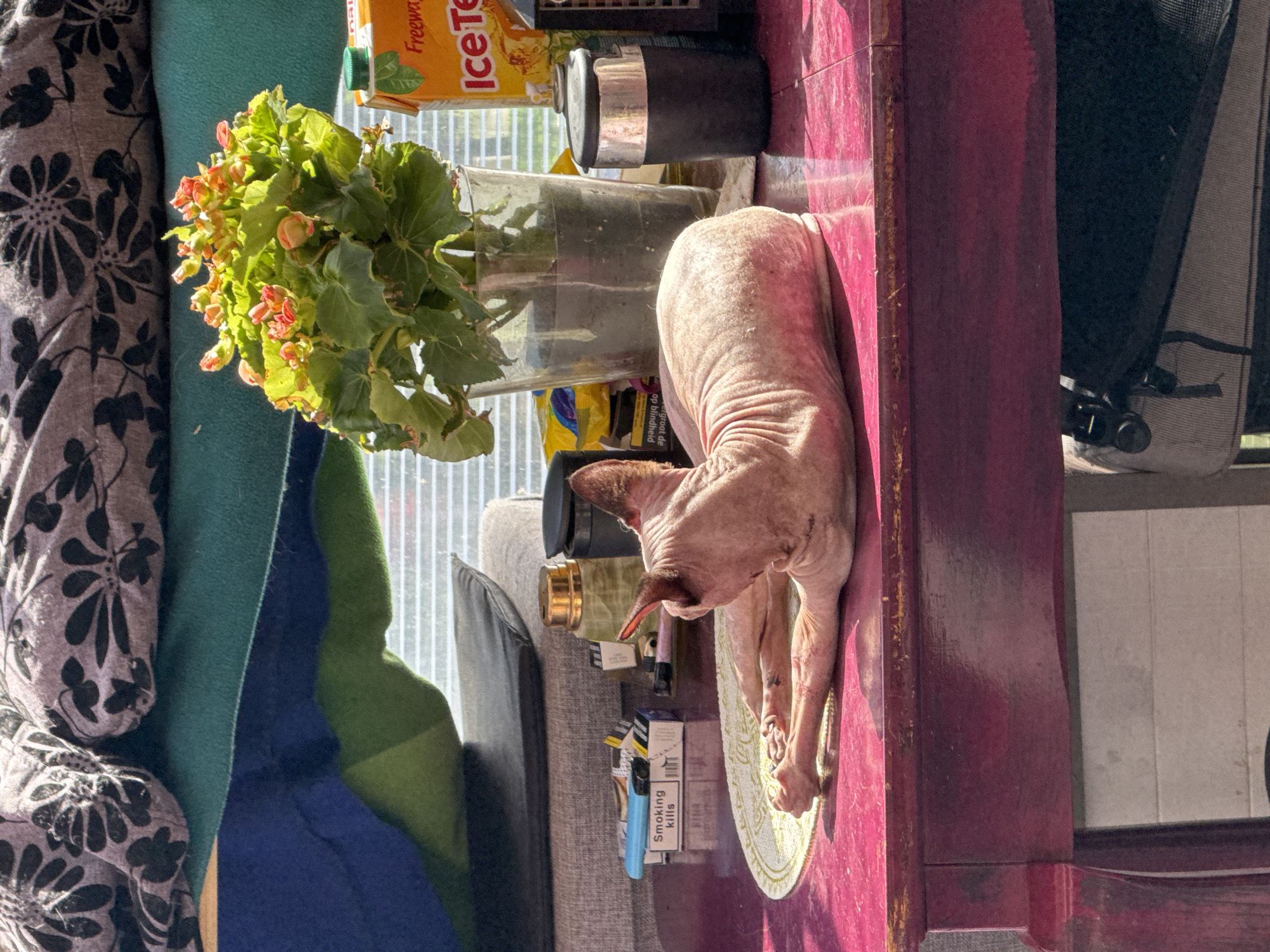 The image captures a close-up of a hairless cat, likely a Sphynx breed, resting on a vibrant pink table. The cat is positioned with its body extended, facing away from the camera, with its head turned to the side. Its skin appears pink and slightly wrinkled. On the table, to the left of the cat, is a pack of cigarettes with the warning "Smoking kills" visible. To the right of the cat, further back, is a potted plant with green leaves and small orange flowers in a clear glass vase, and next to it, a carton of Freeway Ice Tea. In the background, various soft furnishings, possibly on a couch, are visible, including a blanket with a floral pattern and a blue and green striped fabric. The scene is illuminated by natural light, casting shadows on the table. The environment suggests an indoor setting, possibly a home or a patio, with a window with blinds visible behind the plant and drink carton.