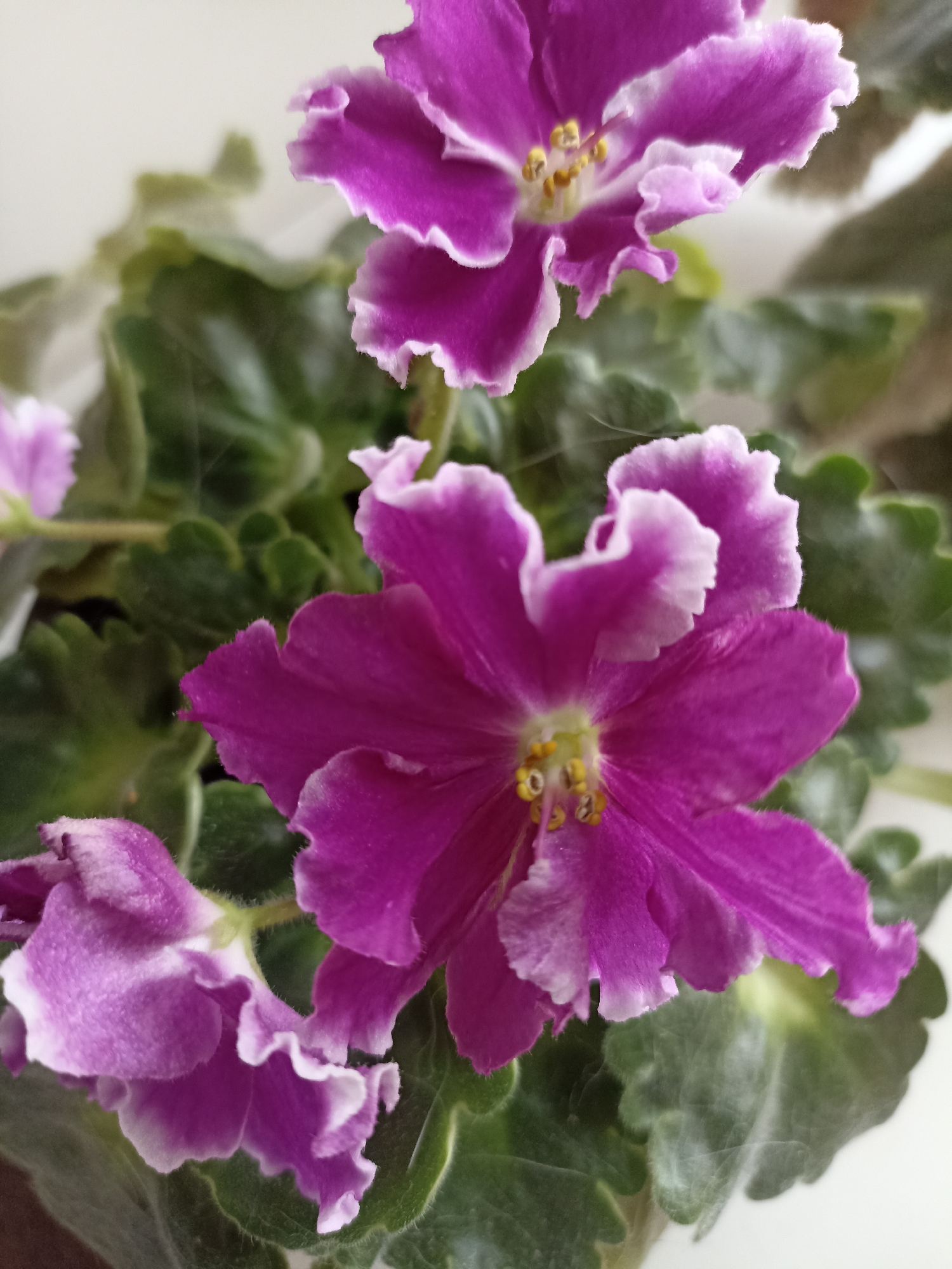 A close-up, top-down, indoor shot features several blooming African violets, predominantly in shades of deep pink and lighter purple, with delicate white edges on their ruffled petals. The flowers exhibit yellow stamens at their centers. The plants are surrounded by lush, green foliage. The background is a soft, out-of-focus white. The image is devoid of any geographical markers, human presence, or action, and thus cannot be located in Novosibirsk, Russia, or any other specific urban or natural environment.