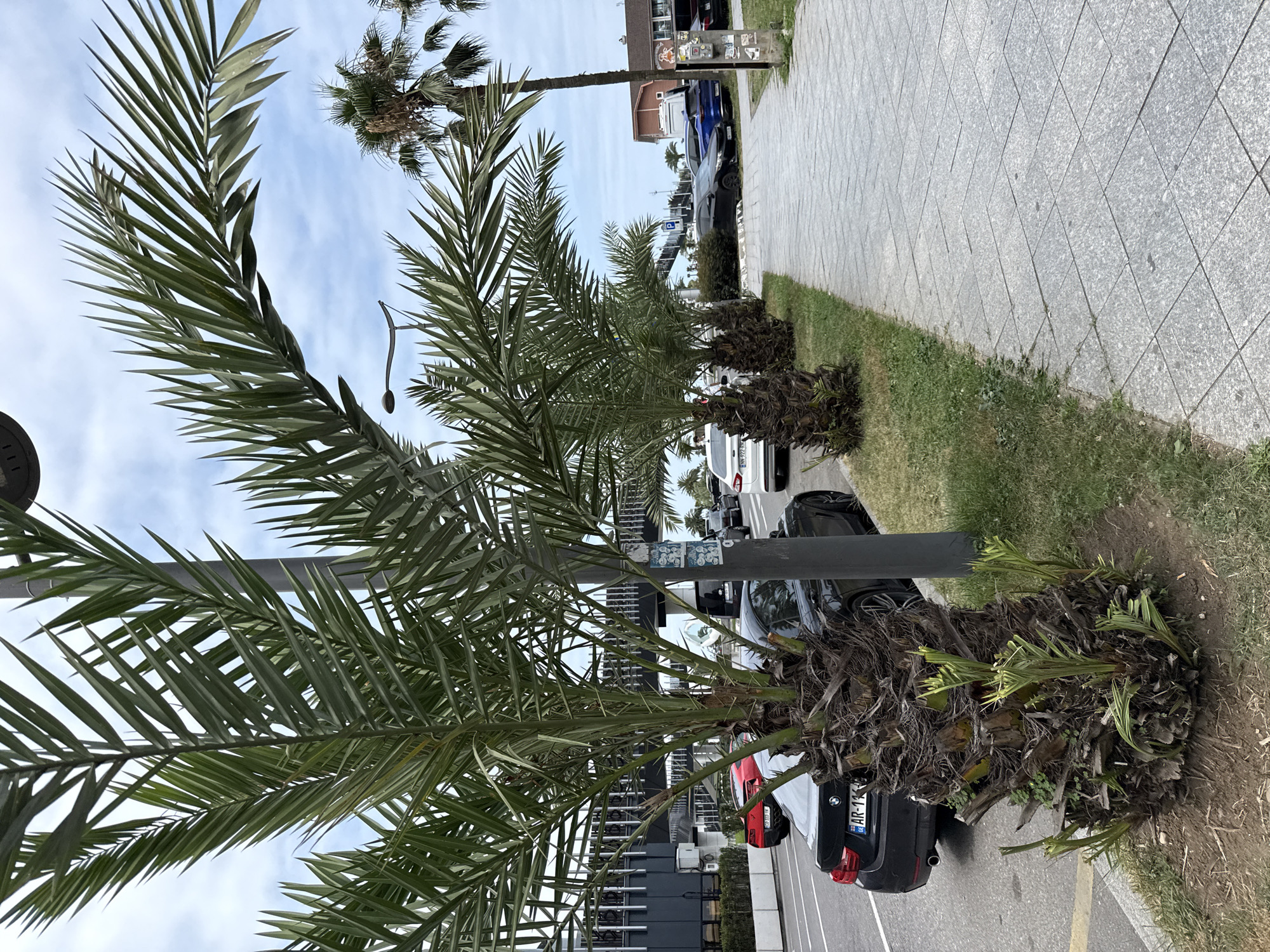 A street scene in Unknown, Unknown features a row of palm trees lining a sidewalk next to a road with parked cars. The palm trees, with their distinctive rough trunks and green fronds, are a prominent element of the foreground and midground. Some of the trees show new growth sprouting from their bases. A paved sidewalk runs parallel to the road, which is occupied by several vehicles, including a black BMW sedan with a license plate that reads "AR-11K." Across the road, a modern building with a dark facade and illuminated windows is visible. The sky above is partly cloudy. The overall environment suggests a coastal or tropical urban setting.