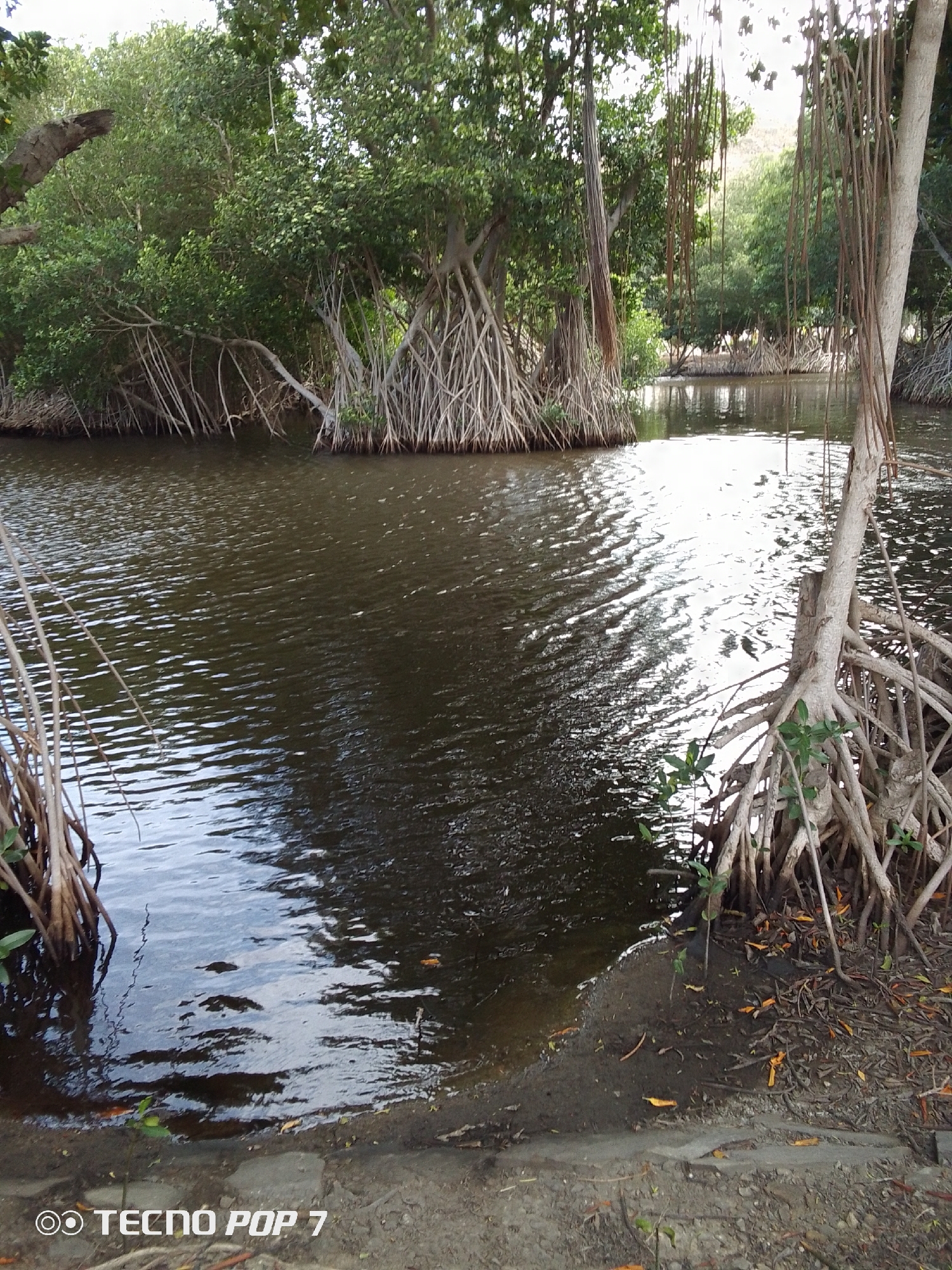 The image depicts a body of water surrounded by mangrove trees. The water is dark, with ripples on the surface reflecting sunlight. The mangrove trees are characterized by their aerial roots, some of which extend into the water. The foreground shows a muddy bank where the water meets the land. The environment suggests a tropical or subtropical location. Based on the "TECNO POP 7" watermark, the image was likely taken with a Tecno Pop 7 smartphone. The image is located in the city of Pedro González, Venezuela.