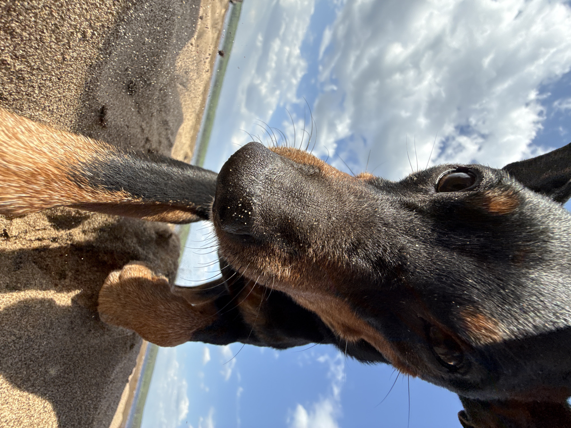 A close-up, low-angle photograph shows a black and brown Doberman dog standing on a beach. The dog's nose is covered in sand. The foreground consists of wet sand, and the background features a blue sky with white clouds. The location is likely a beach in or near the city of Chaikovsky, Russia.