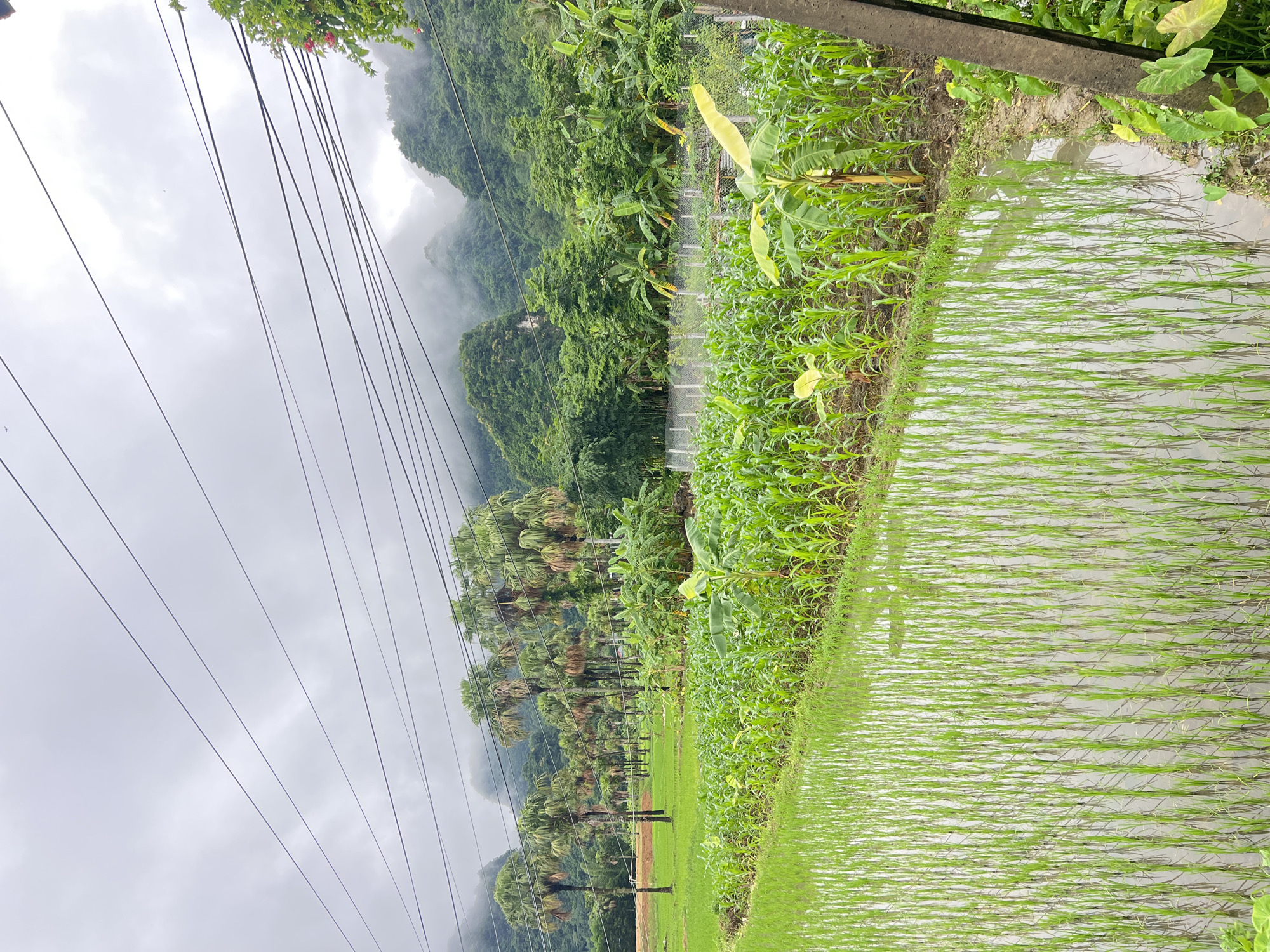 The image shows a lush agricultural landscape in Sơn Dương Commune, Vietnam, under an overcast sky. In the foreground, a flooded rice paddy is filled with young green rice shoots planted in neat rows, reflecting the muted light. Beyond the rice paddy, a field of young cornstalks is visible, also planted in rows, with some banana plants interspersed. A wire fence runs along the edge of the cornfield. In the background, a dense line of palm trees stretches across the scene, followed by a wall of vibrant green trees and vegetation. Towering over the landscape are mist-shrouded, verdant mountains, characteristic of the region. A network of power lines crisscrosses the sky, supported by poles on the right side of the frame. The overall impression is one of natural beauty and agricultural productivity.