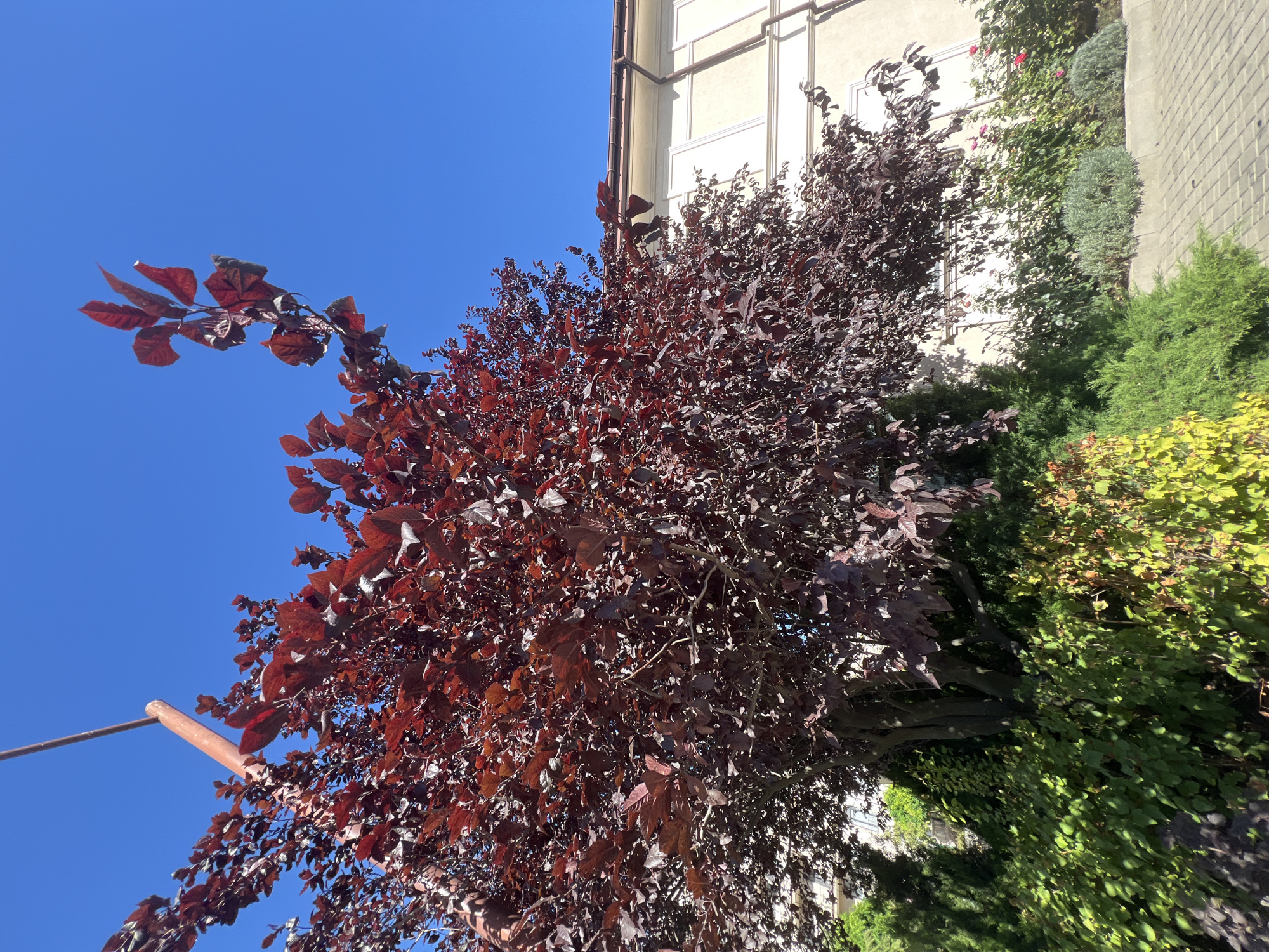 In Fontanka, Ukraine, a vibrant scene unfolds under a clear, bright blue sky. A mature tree with deep red foliage dominates the foreground, its leaves a rich, glossy maroon, catching the sunlight. The tree's branches extend outwards, some reaching towards the sky, others cascading down towards a lush green and yellow undergrowth. Beneath the tree, a well-maintained garden features various shrubs and bushes, with hints of pink roses blooming in the background. To the right, a light-colored building with cream-colored walls and decorative trim stands, its facade partially shaded by the overhanging tree. A paved walkway, made of light-colored bricks, runs along the edge of the garden and the building. A thin, rusty metal pole extends from the upper left corner of the frame, disappearing into the dense foliage of the tree. The overall impression is one of a peaceful, sun-drenched garden, likely part of a residential property in the Fontanka area.