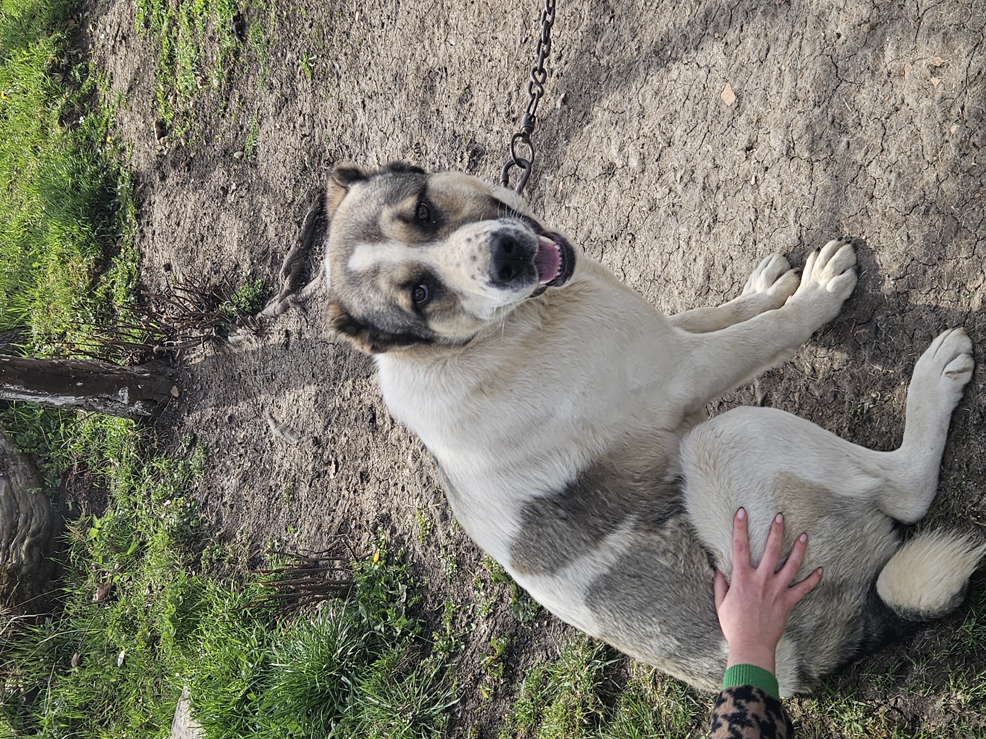 A medium-sized, light-colored dog with grey markings is lying on its side on the ground, which consists of patches of dirt and grass. The dog is chained with a metal chain. A person's hand is touching the dog's flank. The ground is dry and cracked. The photo appears to have been taken outdoors in daylight. The location is Dragichevo, Bulgaria.