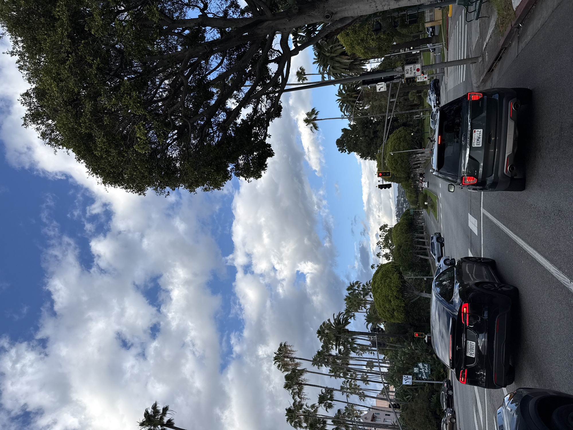 The image shows a street scene in Beverly Hills, California, United States of America. The street is lined with palm trees and lush green trees. The sky is visible and partially obscured by tree cover, with a mix of blue sky and white clouds. There are several cars on the street, including a black SUV and a black Tesla with license plate number 9EVD097. A street sign is visible that mentions "The Beverly Hills Hotel". Pedestrian crossings are also visible. There is a traffic light showing red.