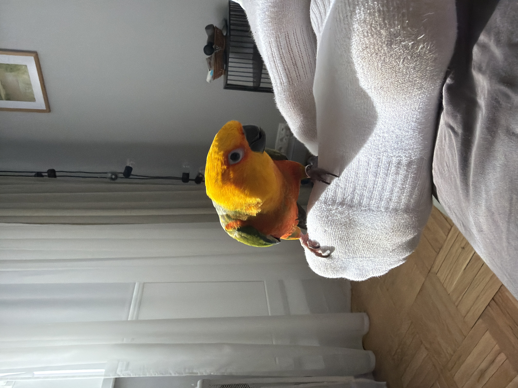 A colorful parrot, predominantly yellow and orange with green accents, is perched on a white sock. The sock is on a person's leg, which is covered in a grey fabric, possibly pants. In the background, there is a window with white curtains, a string of lights, a framed picture on the wall, and a bird cage. The floor is made of wooden planks arranged in a pattern. The location is not discernible from the image.