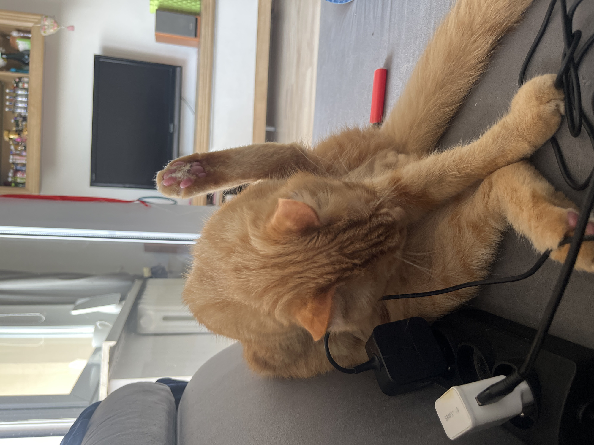 An orange tabby cat is grooming itself on a grey sofa in a room with a window and a television. The cat is positioned with its back to the camera, and its hind leg is raised, with its paw in the air. A power strip with two chargers and cables is on the sofa next to the cat. A red object, possibly a pen or lipstick, is on the sofa near the cat's tail. The room appears to be a living room, with a shelf containing various items above the television. There are no people visible in the image, and no indications of the specific location within Zabrze, Poland.